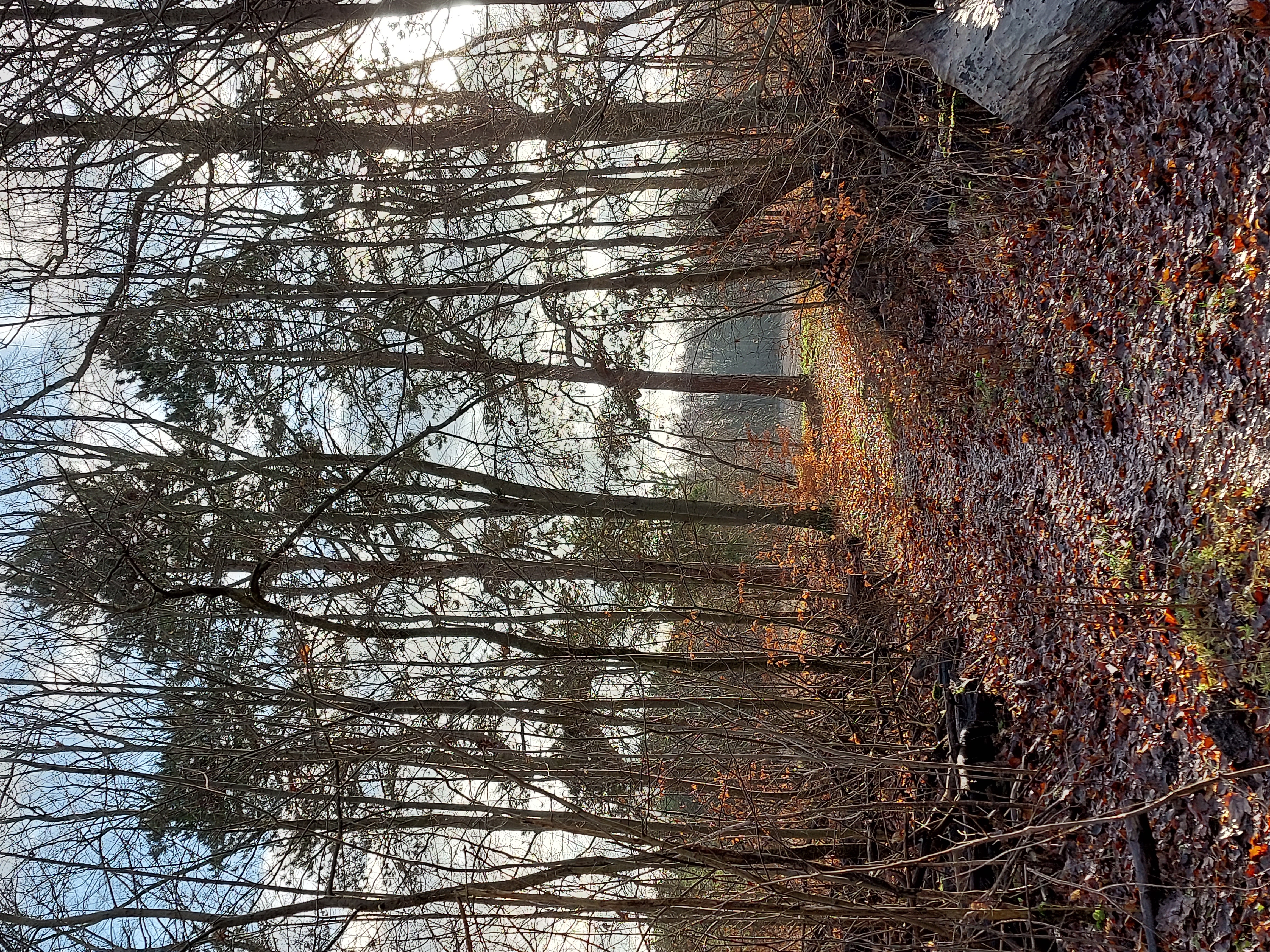 Landskab ved Ægholmen Plantage