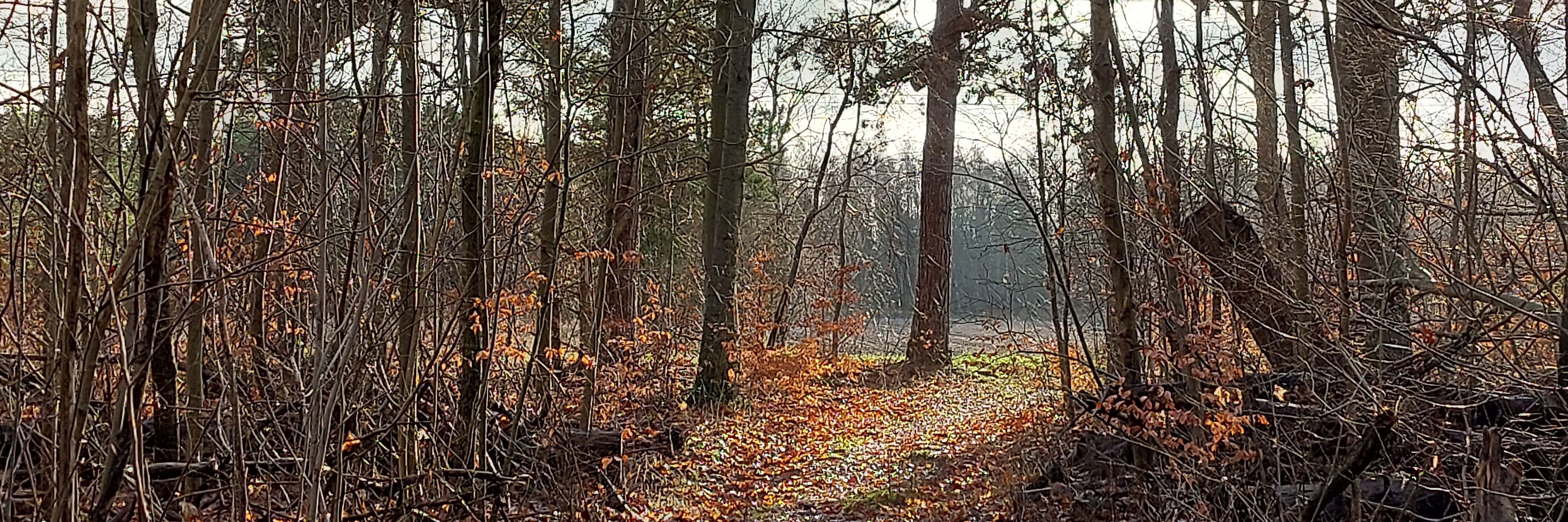 Landskab ved Ægholmen Plantage