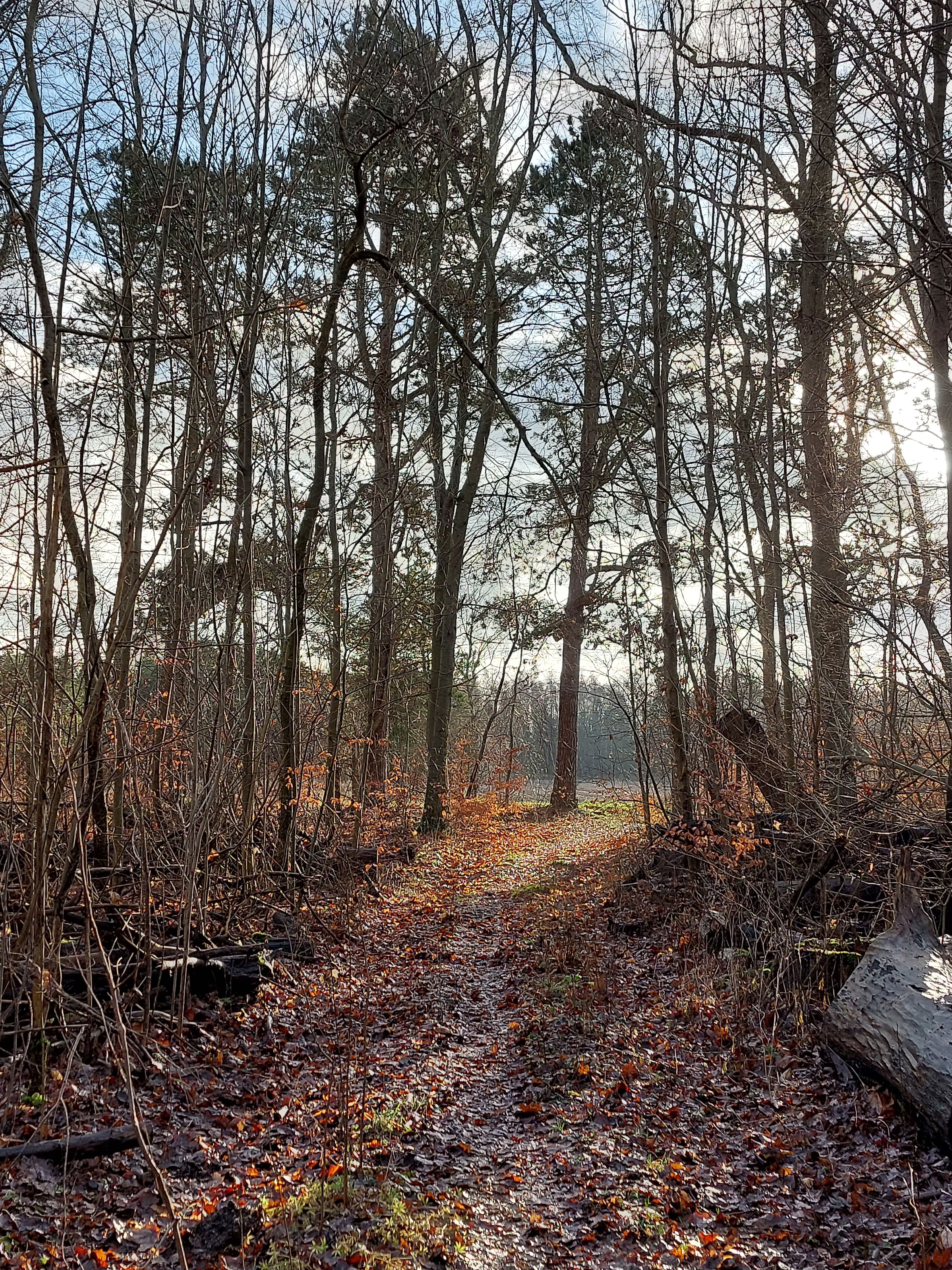 Landskab ved Ægholmen Plantage