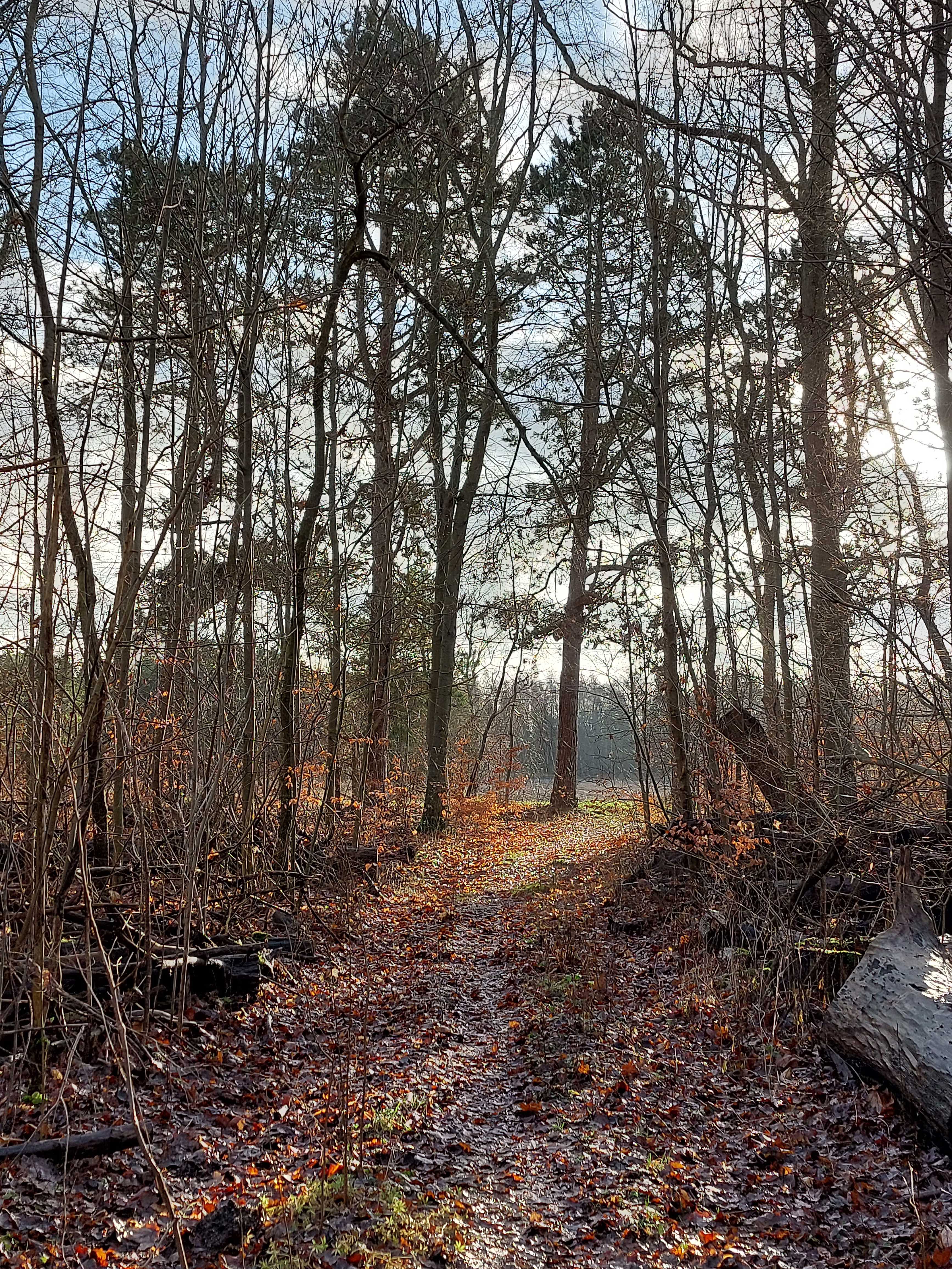 Landskab ved Ægholmen Plantage