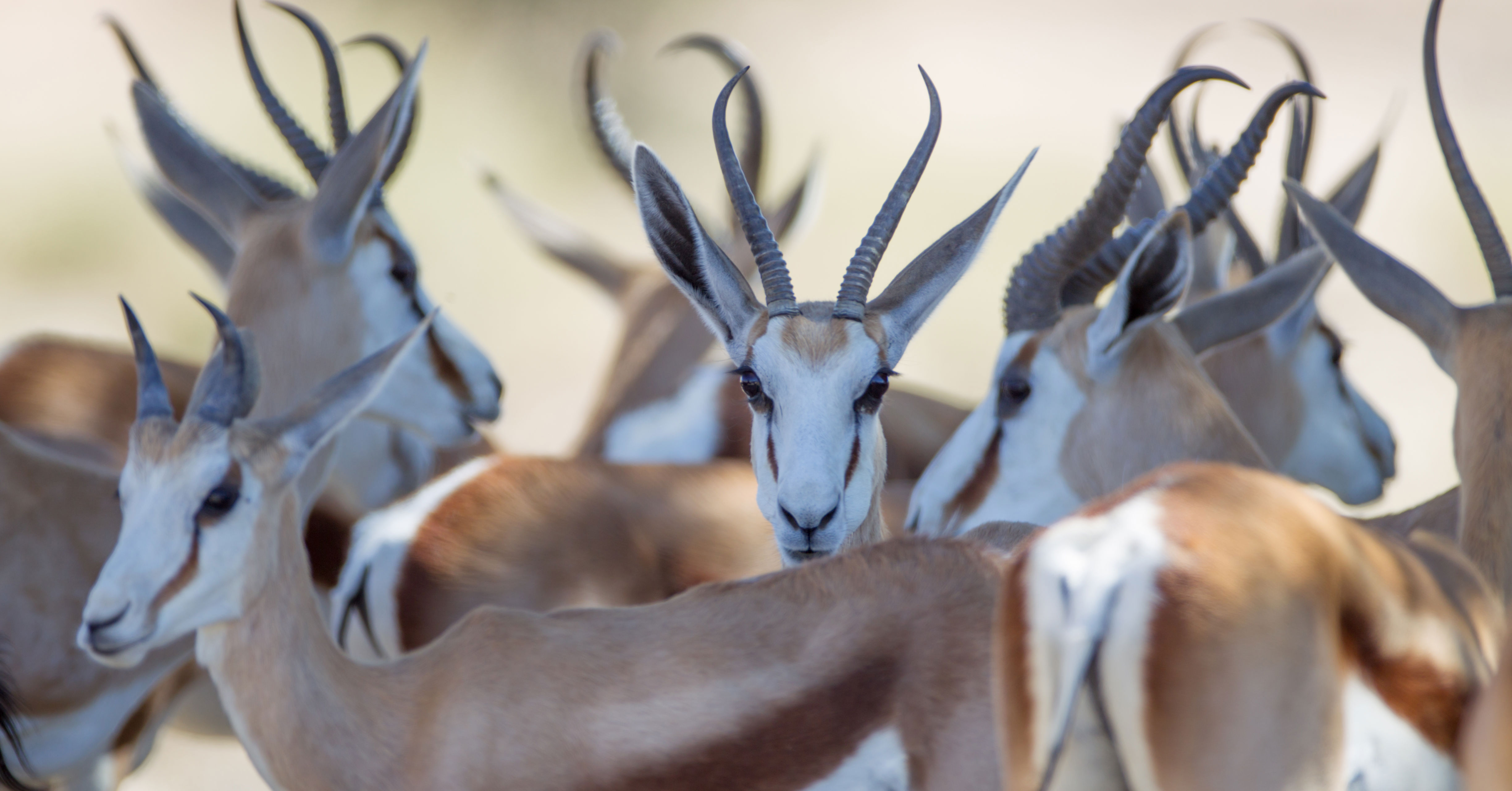 Billede af rigtige gazeller