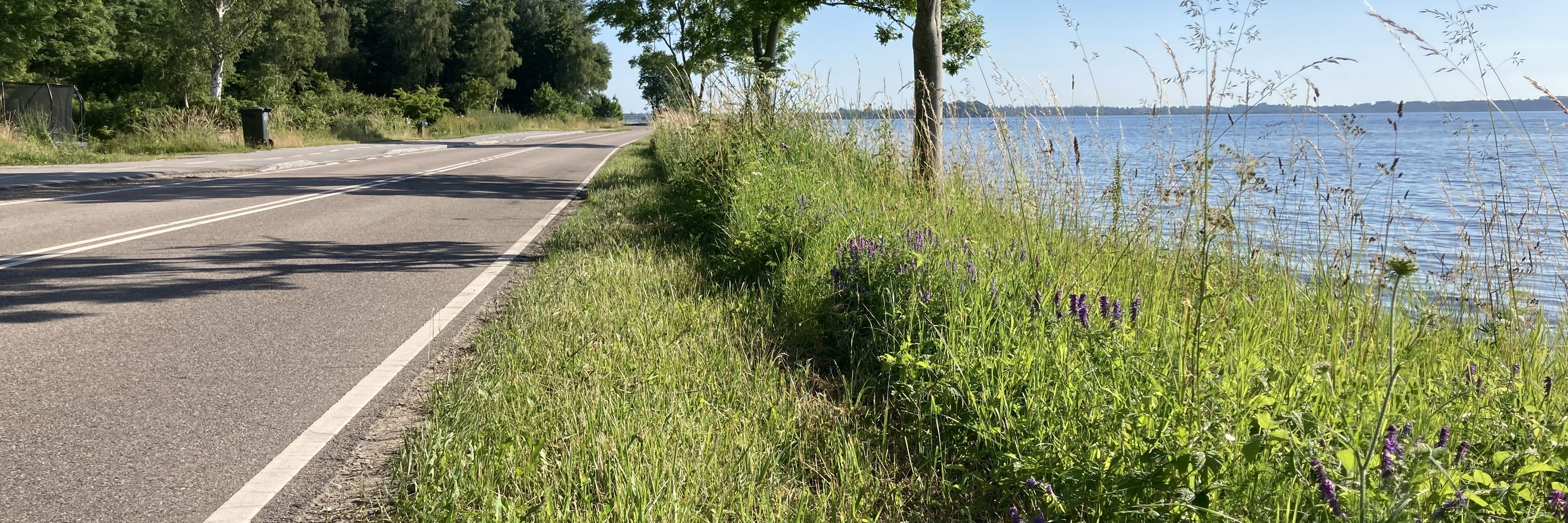 Rabatgræs i landzone langs Egebjergvej ved vandet - halvdelen fremstår nyklippet og den anden fremstår med vilde, lilla blomster
