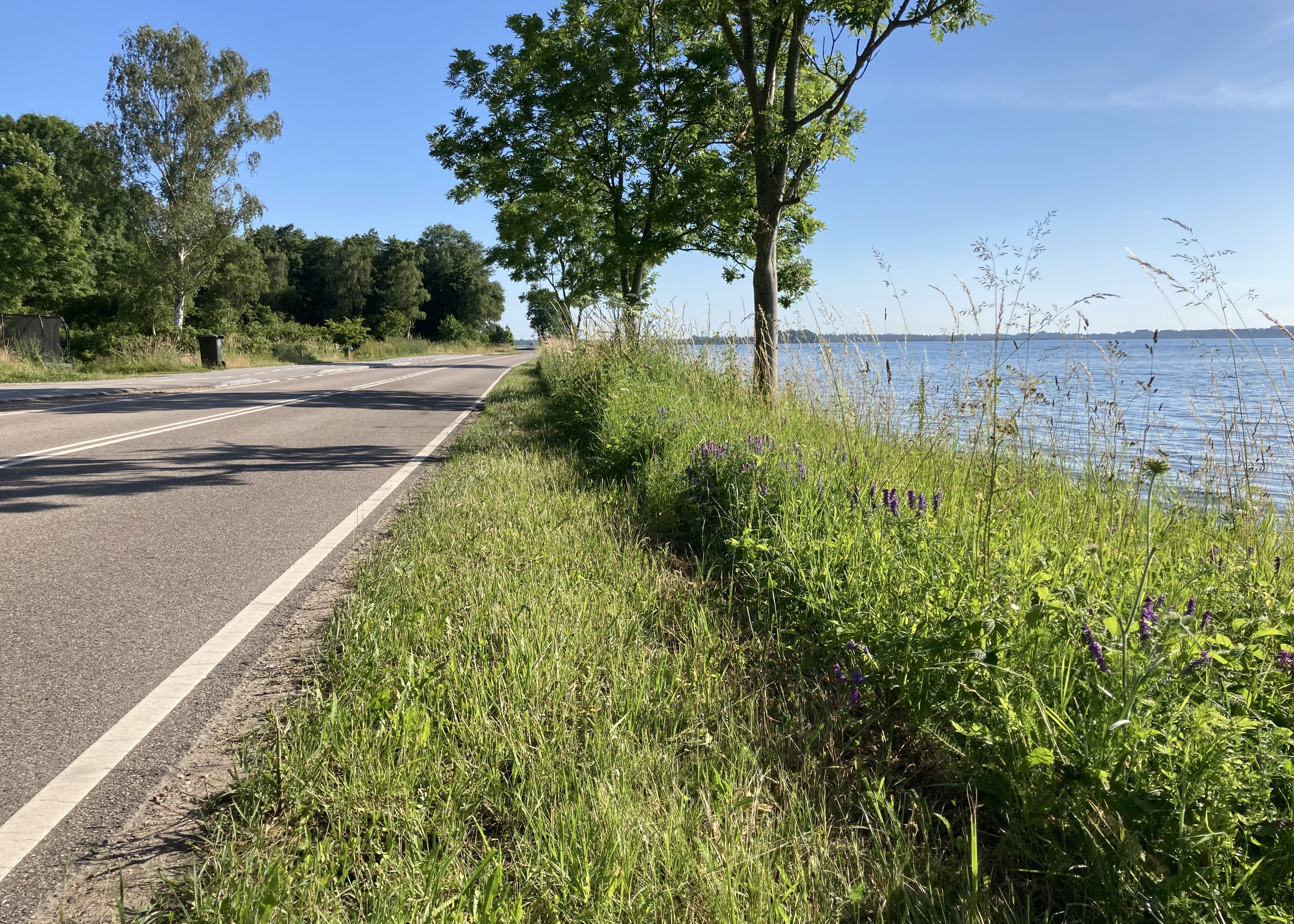 Rabatgræs i landzone langs Egebjergvej ved vandet - halvdelen fremstår nyklippet og den anden fremstår med vilde, lilla blomster