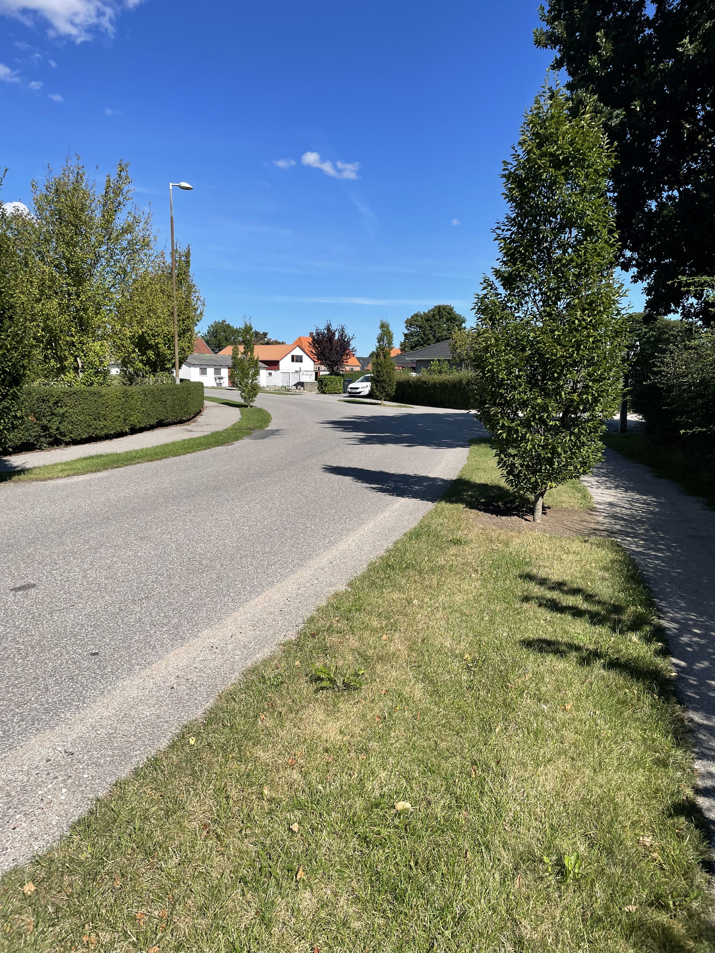 Villavej med velklippede træer og nyslået græs