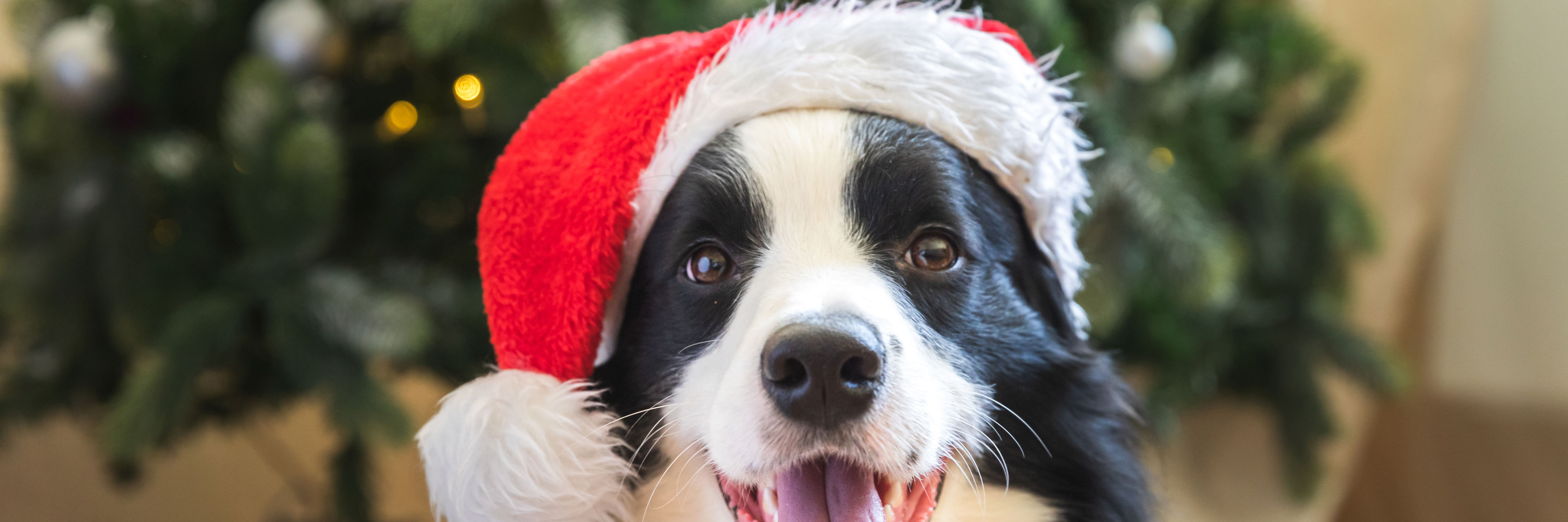 Hund med nissehue