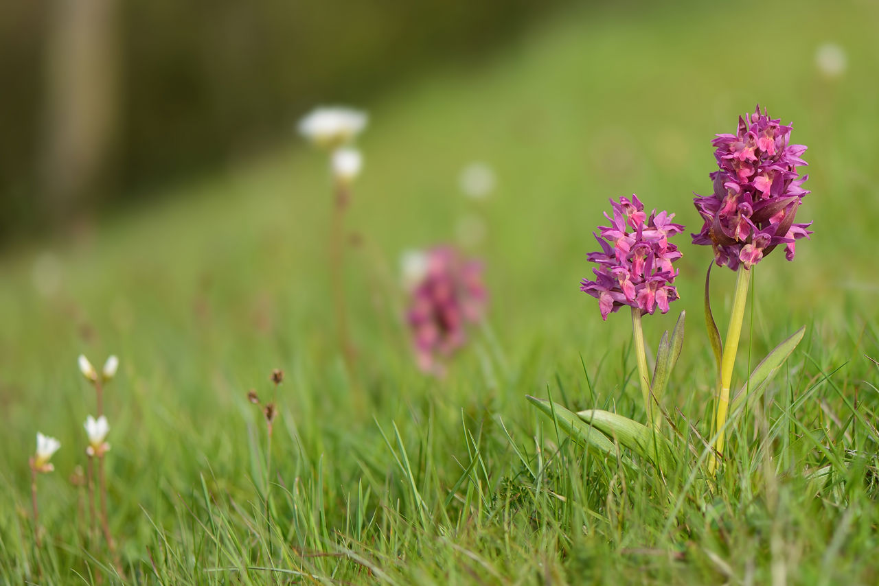 Hylde-gøgeurt på overdrev