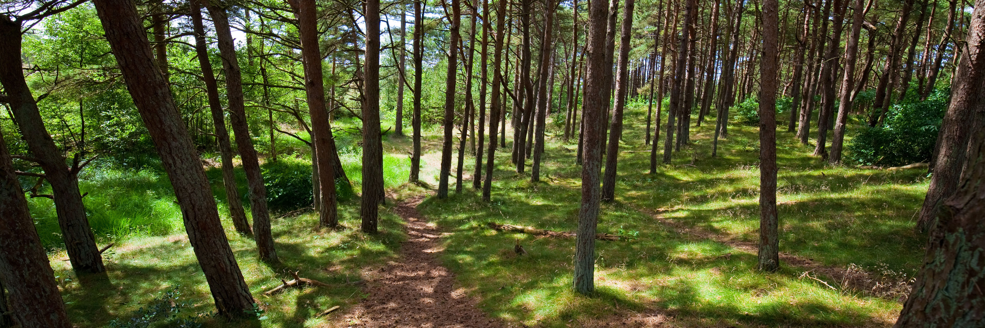 Grøn skov