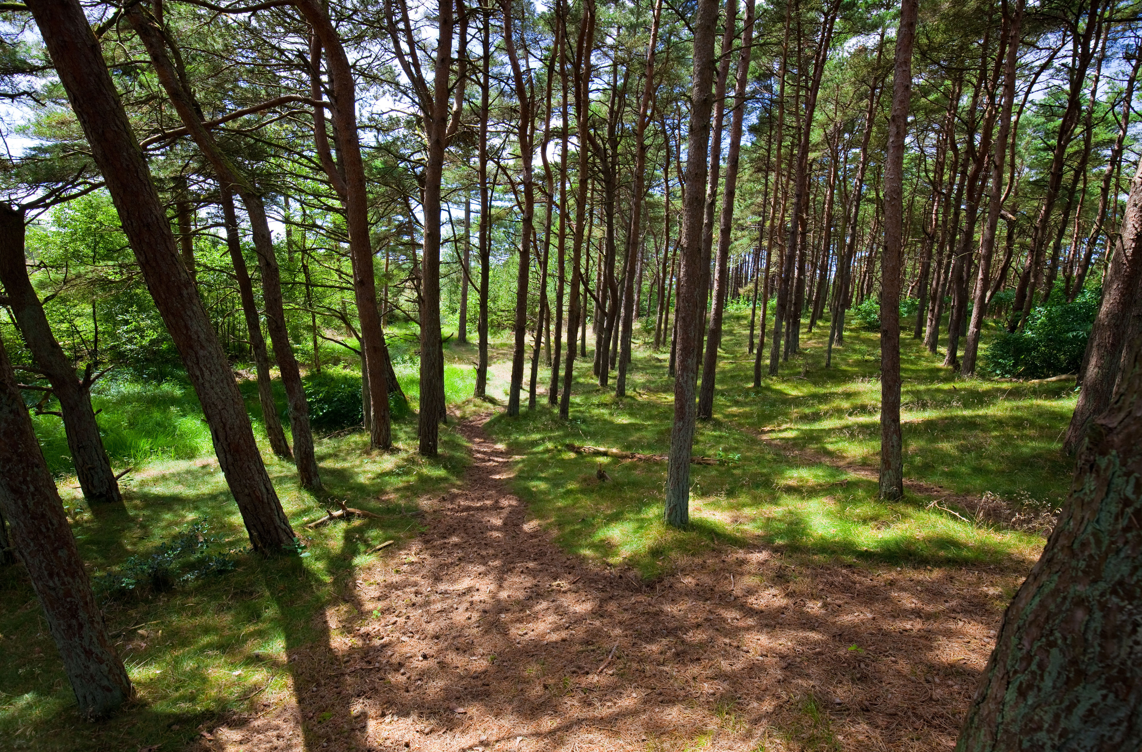 Grøn skov