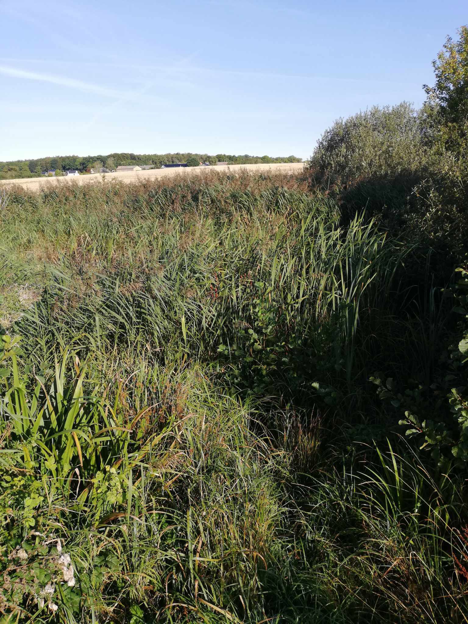 sø, oprensning § 3