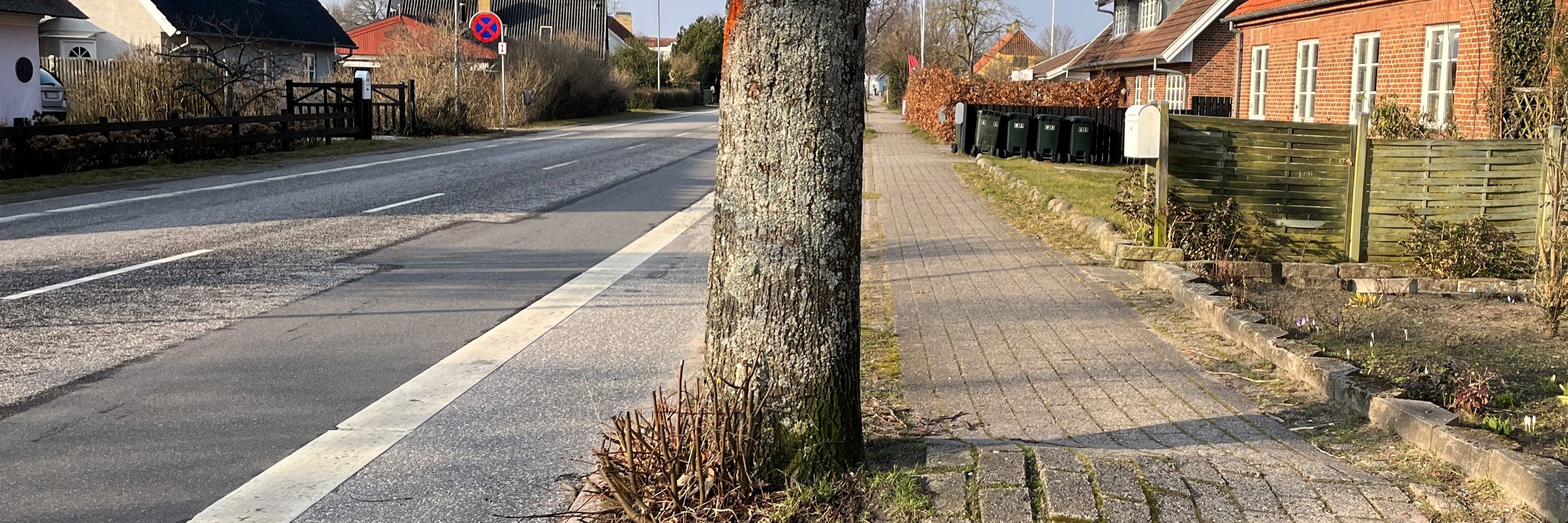 Vejtræ på Toldbodvej. Fortovet buler op på grund af træernes rødder.