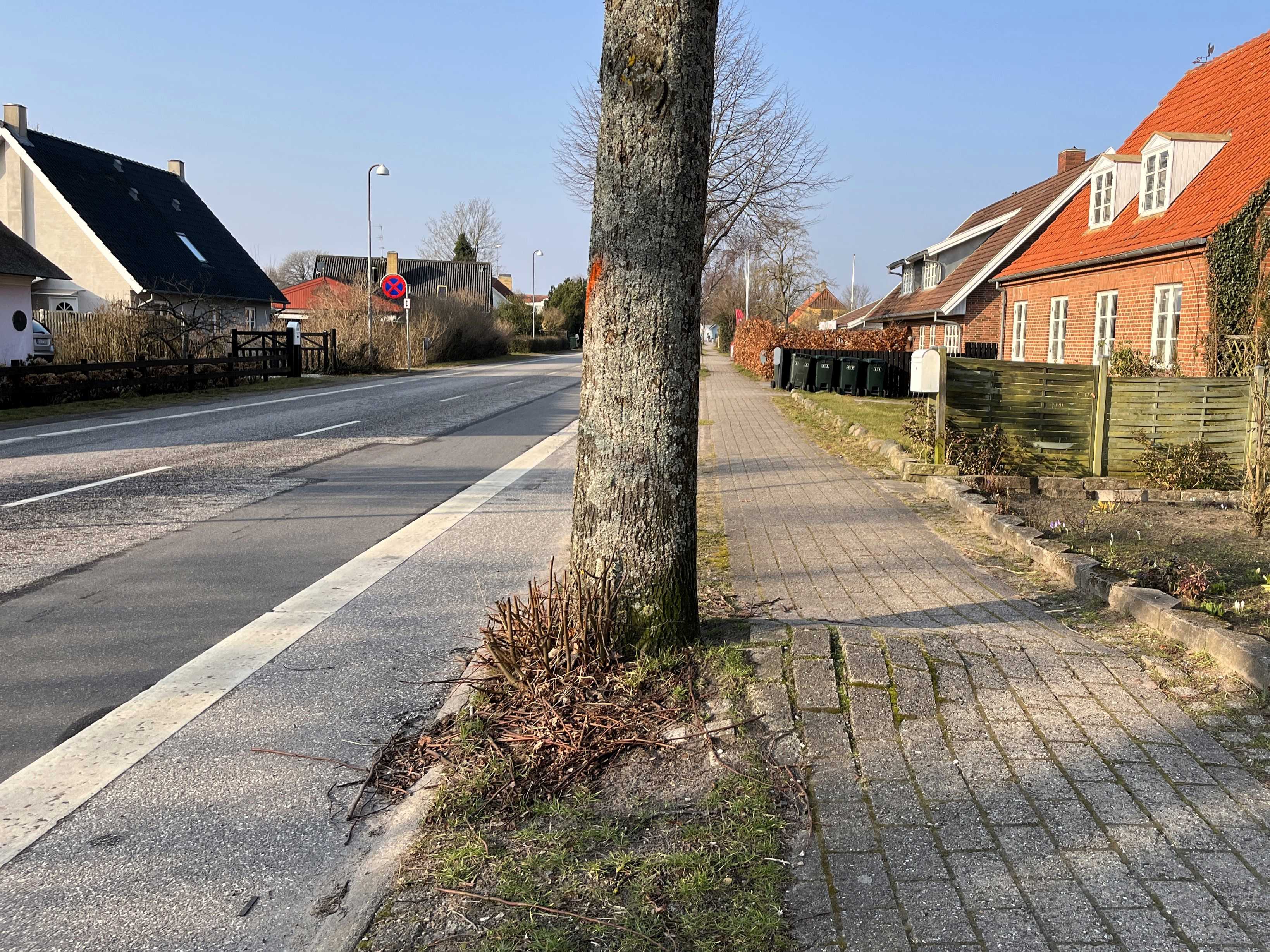 Vejtræ på Toldbodvej. Fortovet buler op på grund af træernes rødder.