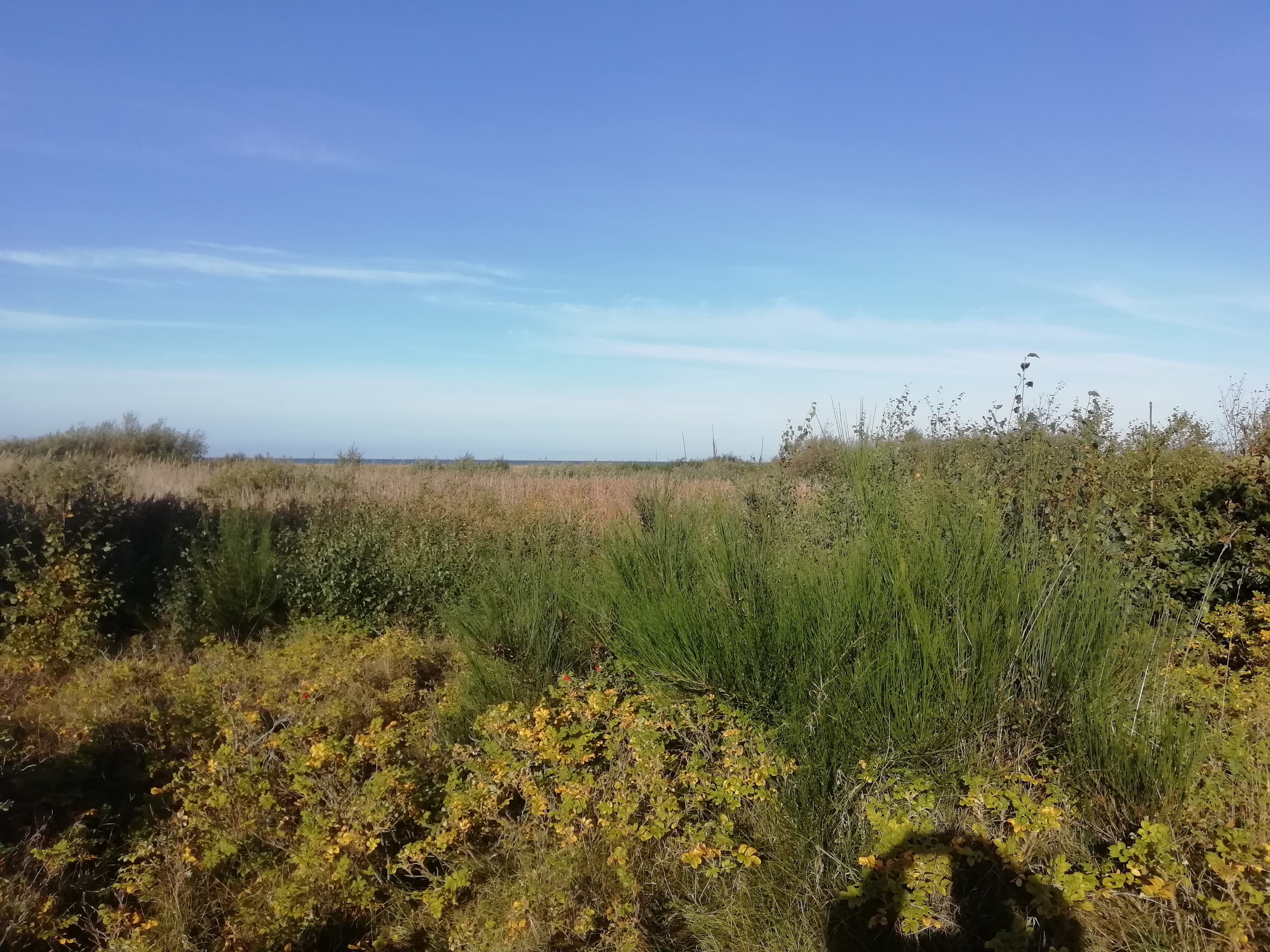 Foto af strandengen ud for Vej 13 nr. 33