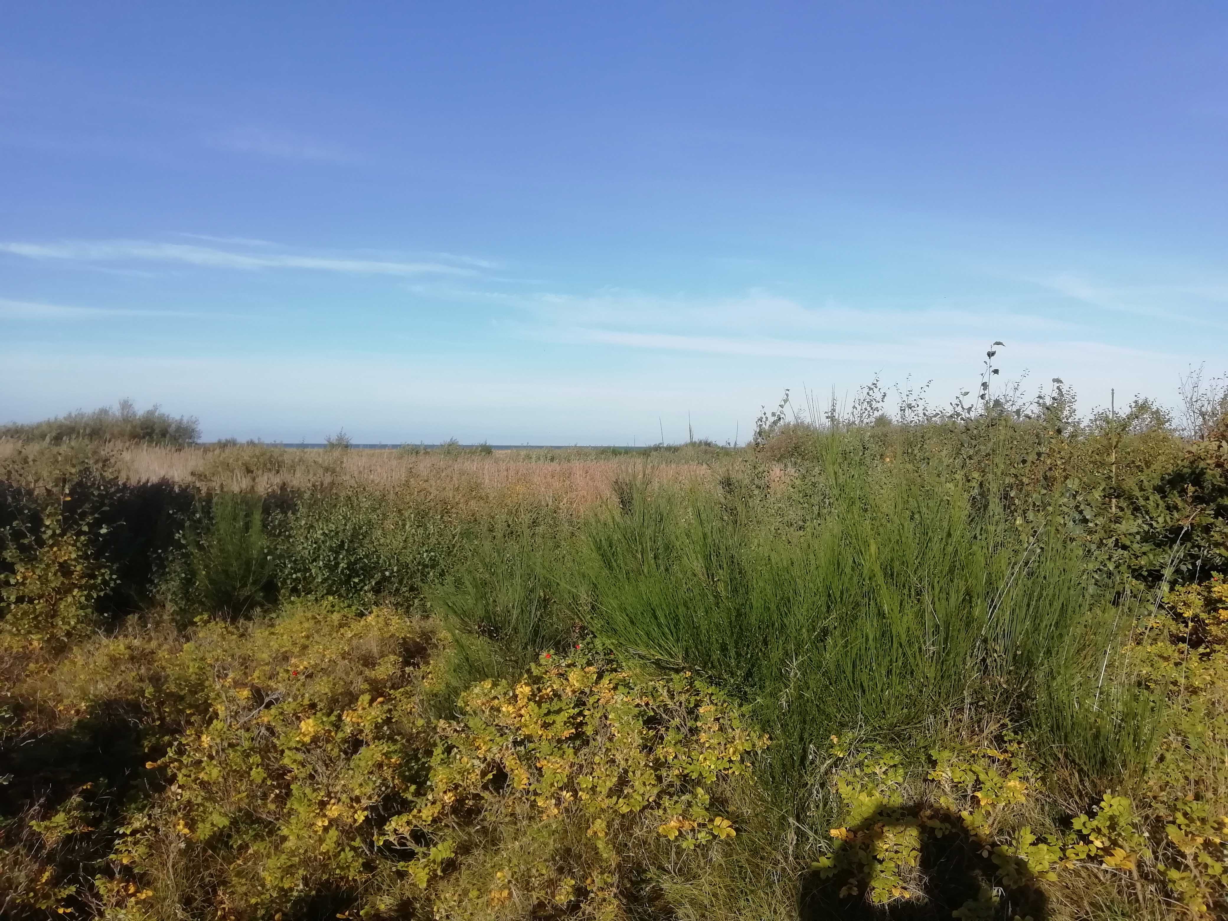 Foto af strandengen ud for Vej 13 nr. 33