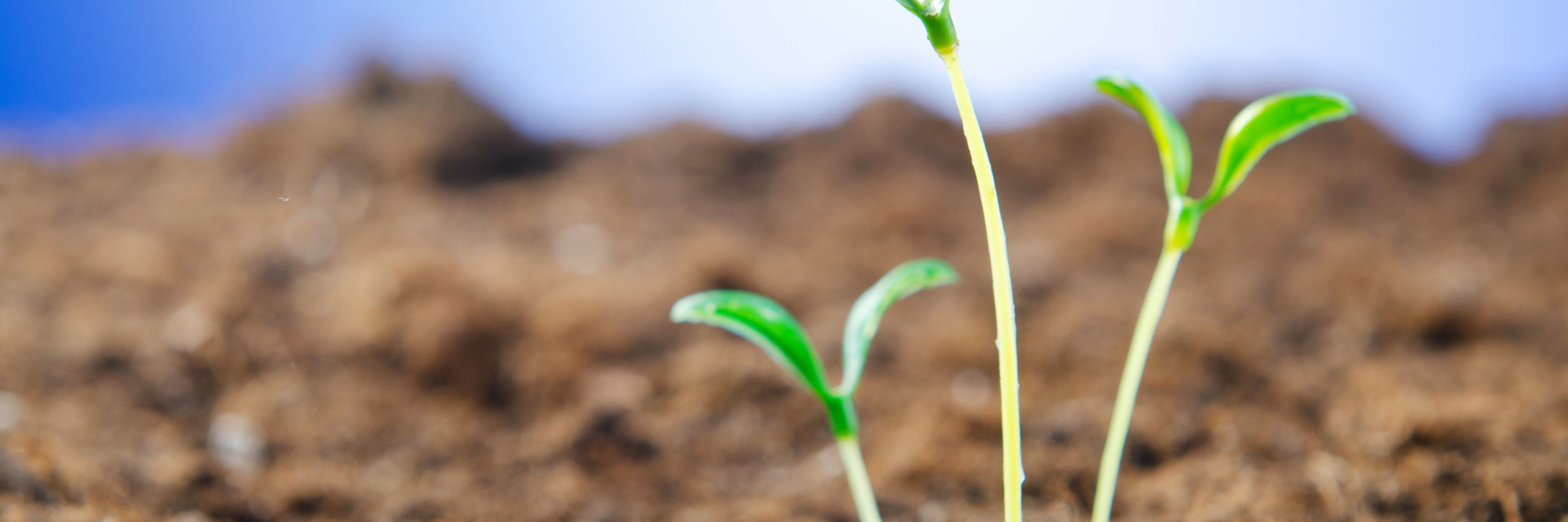Billede af spirende skud