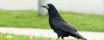 råge, sort fugl