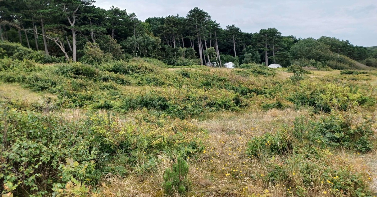 Dispensation til rydning - Odsherred Kommune