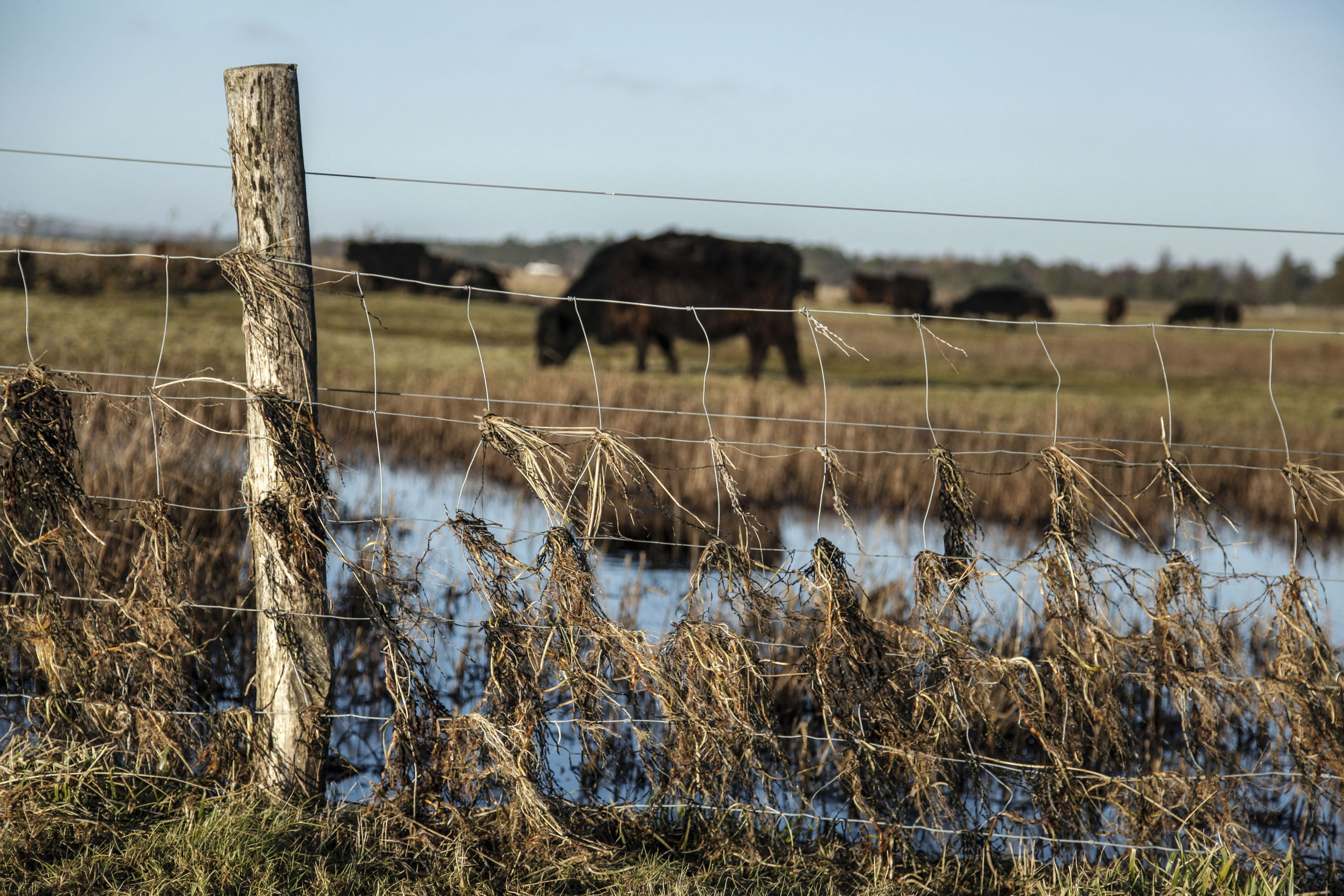 Korevlerne - Foto: Claus Starup