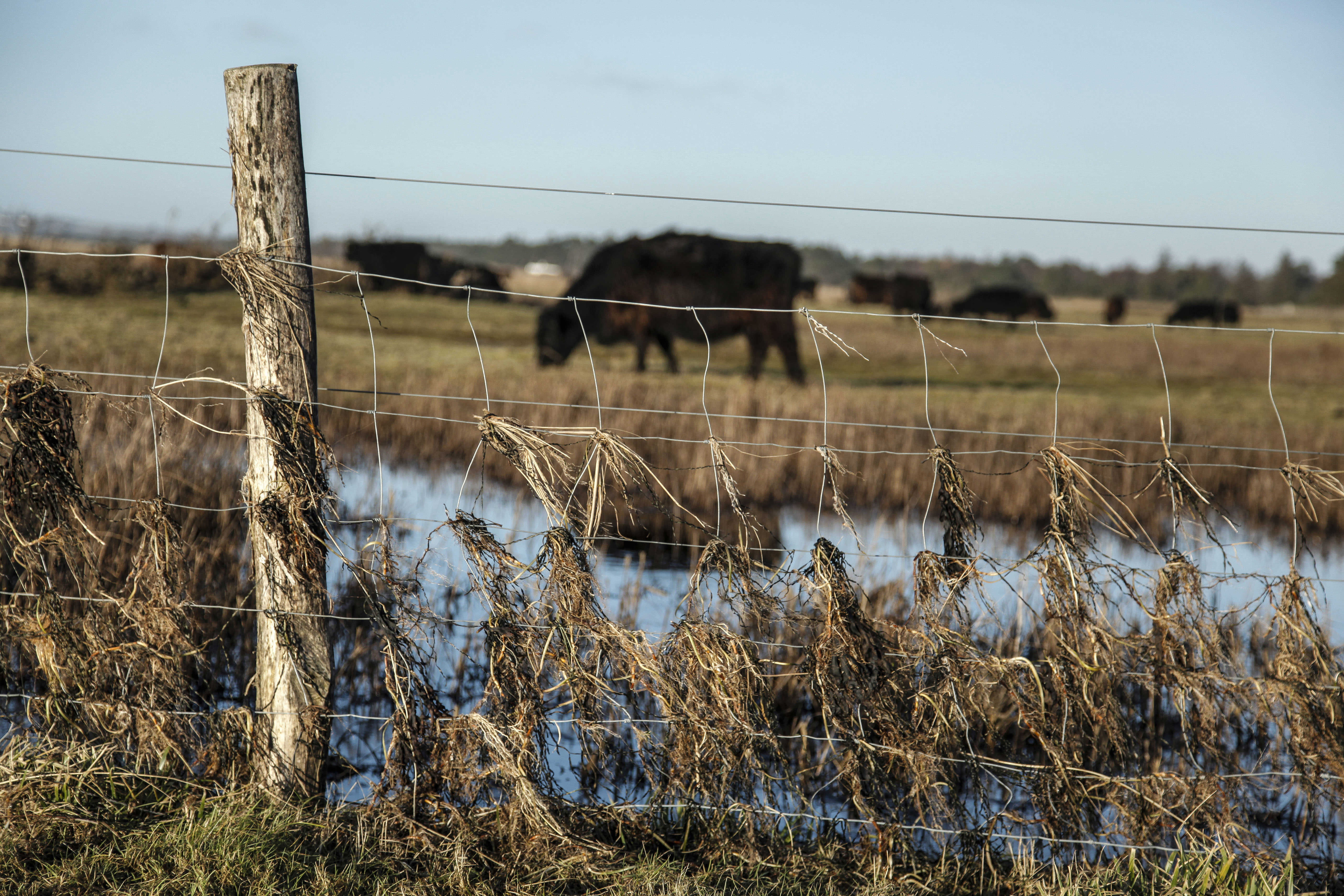 Korevlerne - Foto: Claus Starup