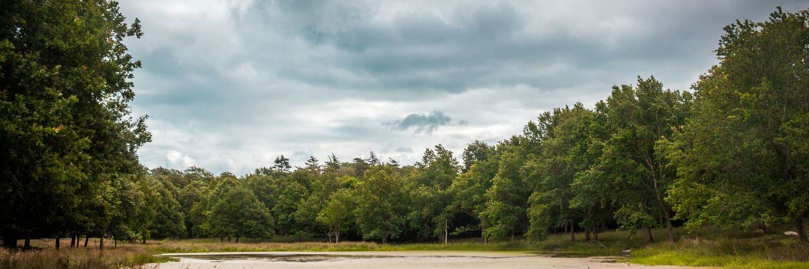 Sø i Ulkerup Skov