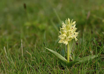 Bleggul udgave af hyldegøgeurt