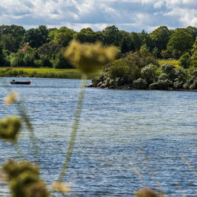 Isefjorden set igennem vild gulerodsplante. Bagerst kystlinje med græs og træer.