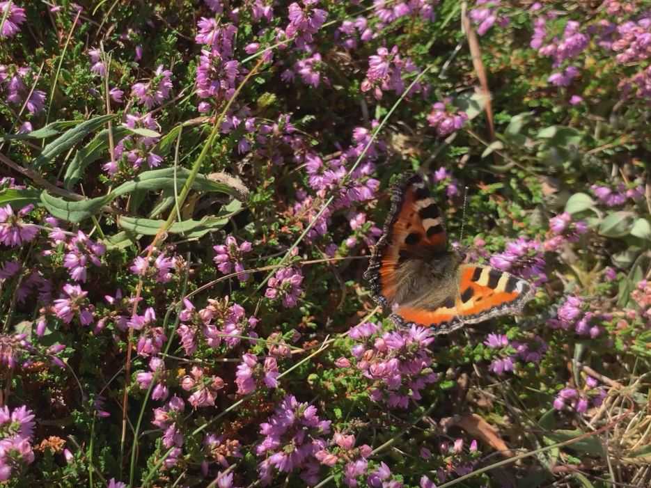 Lyng og sommerfugl i sommerhushave