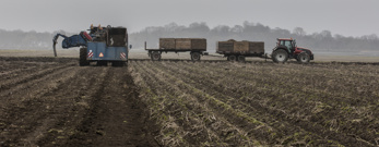 Traktor og kartoffelopsamler i gang med arbejdet på på en diset mark