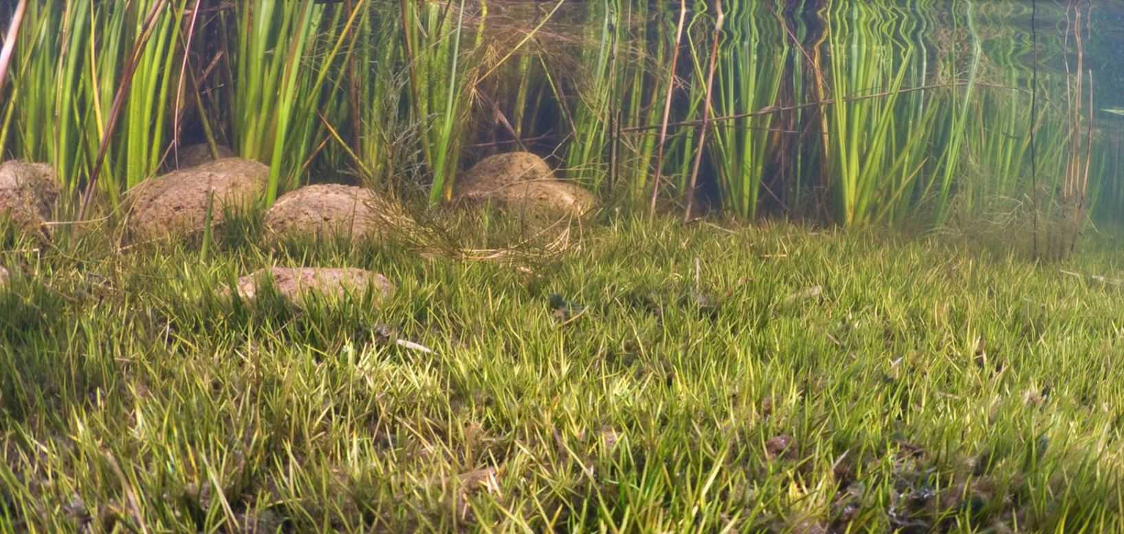 Søbund med strandbo og sten