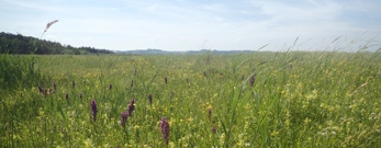 Strandeng ved Vig Strandkoloni