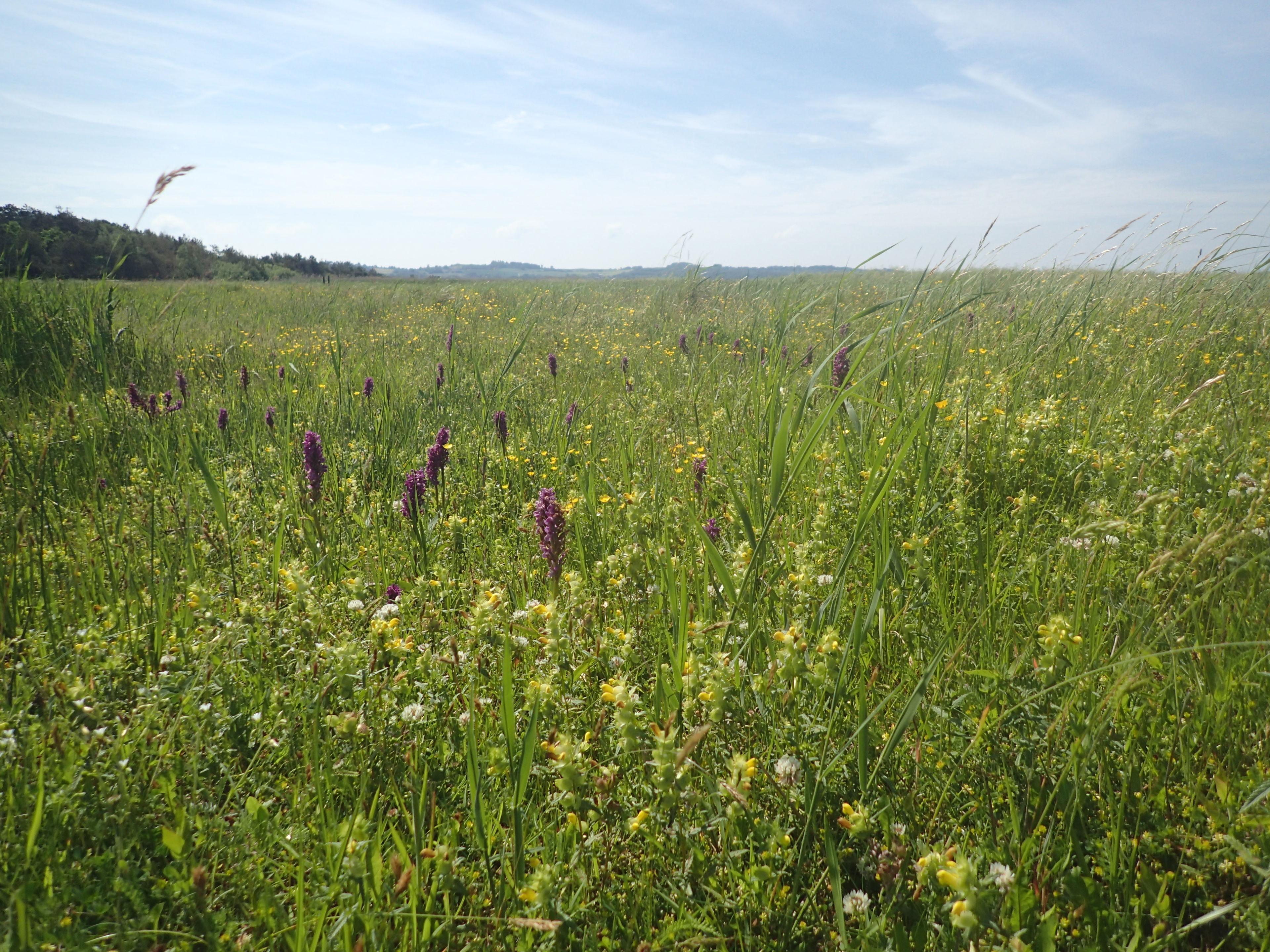 Strandeng ved Vig Strandkoloni