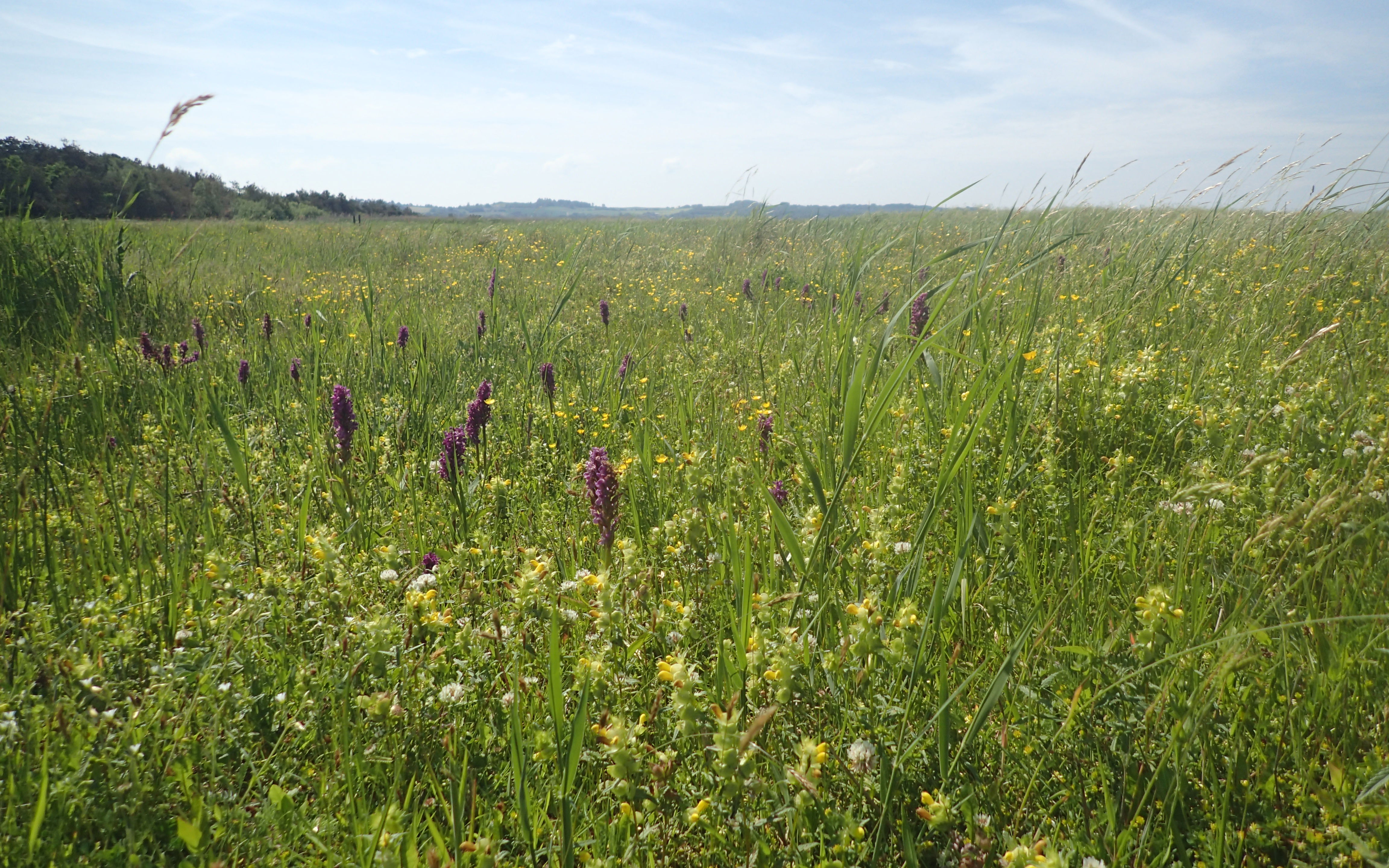 Strandeng ved Vig Strandkoloni