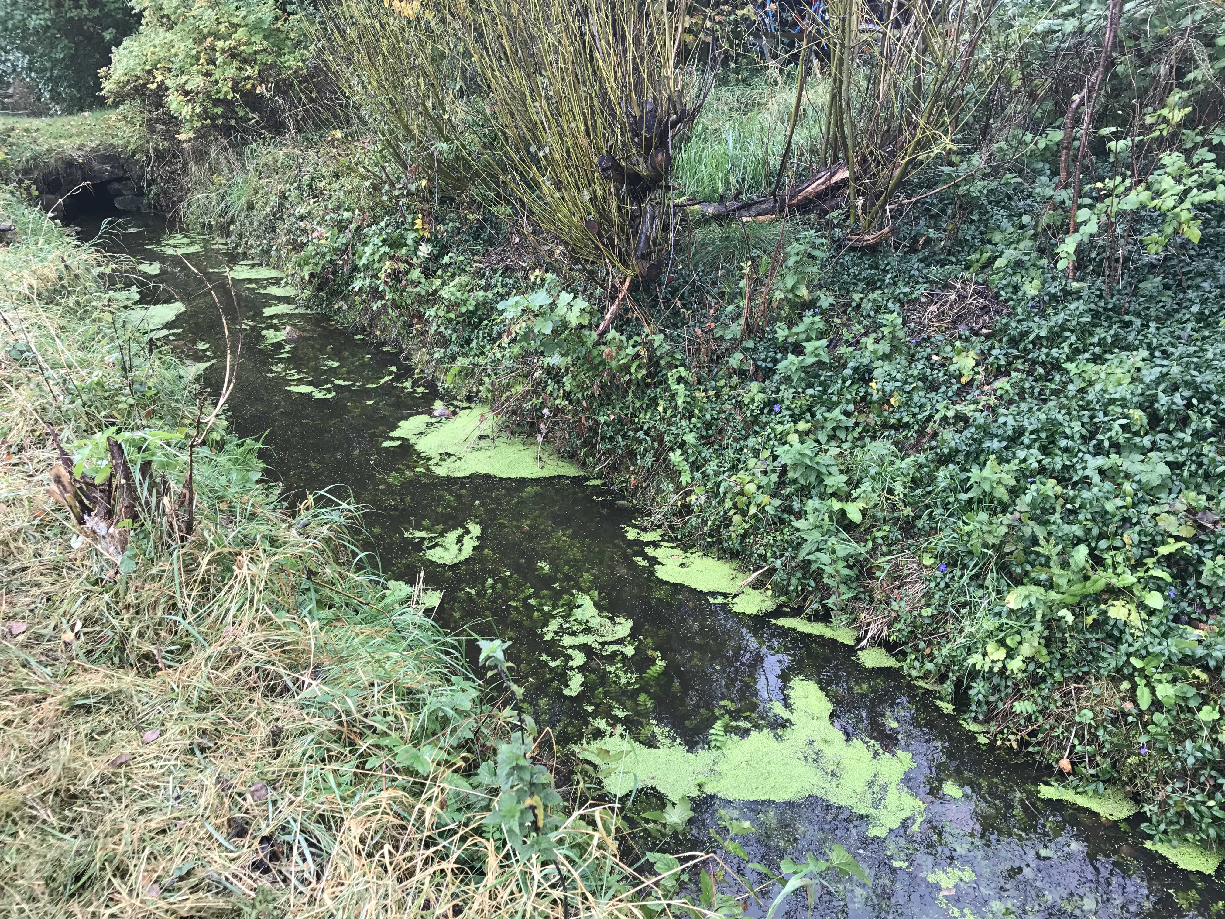Et vandløb med lidt andemad på vandoverfladen