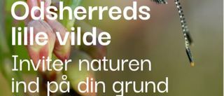Forsiden af folderen Den lille vilde