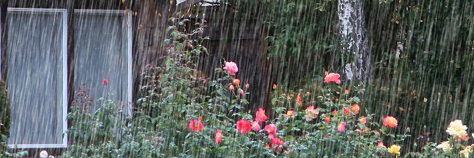 En have hvor det regner