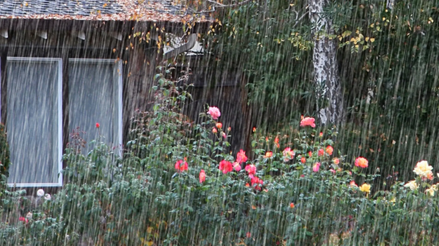 En have hvor det regner