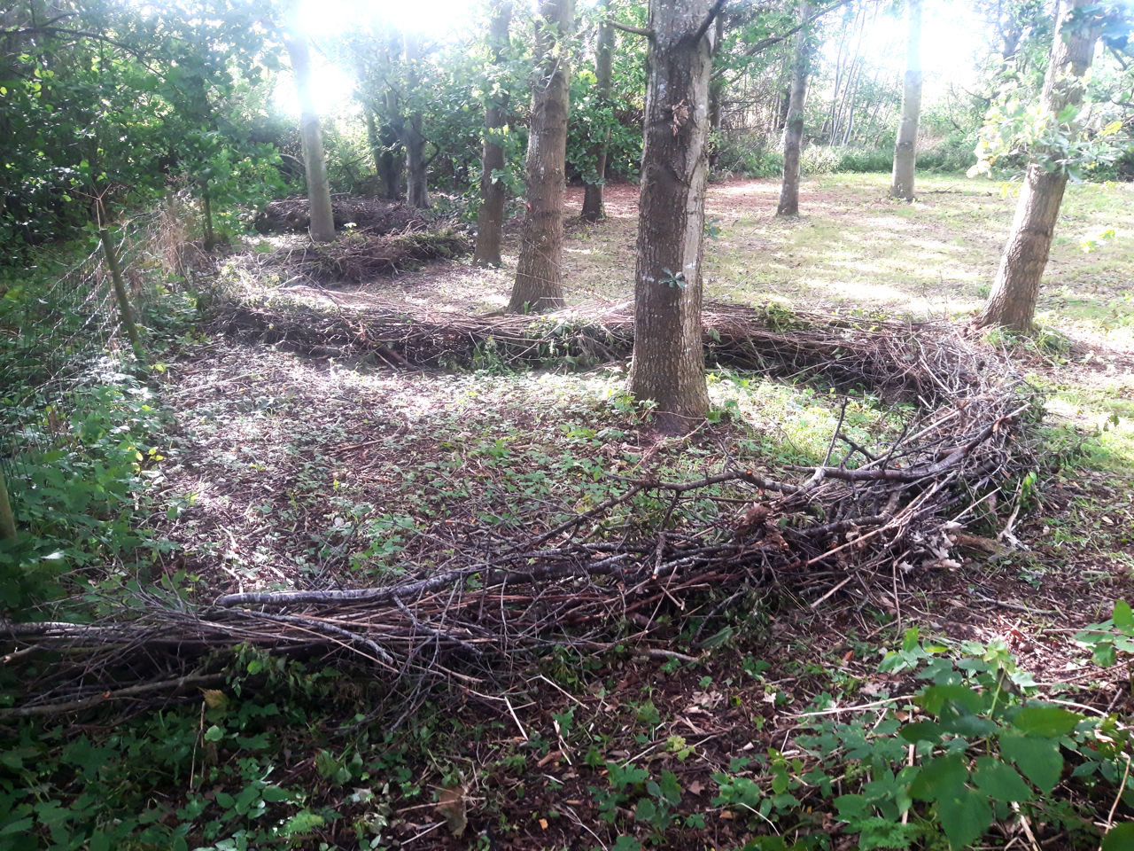 Kvashegn Uden Stolper, Lige Efter Etablering