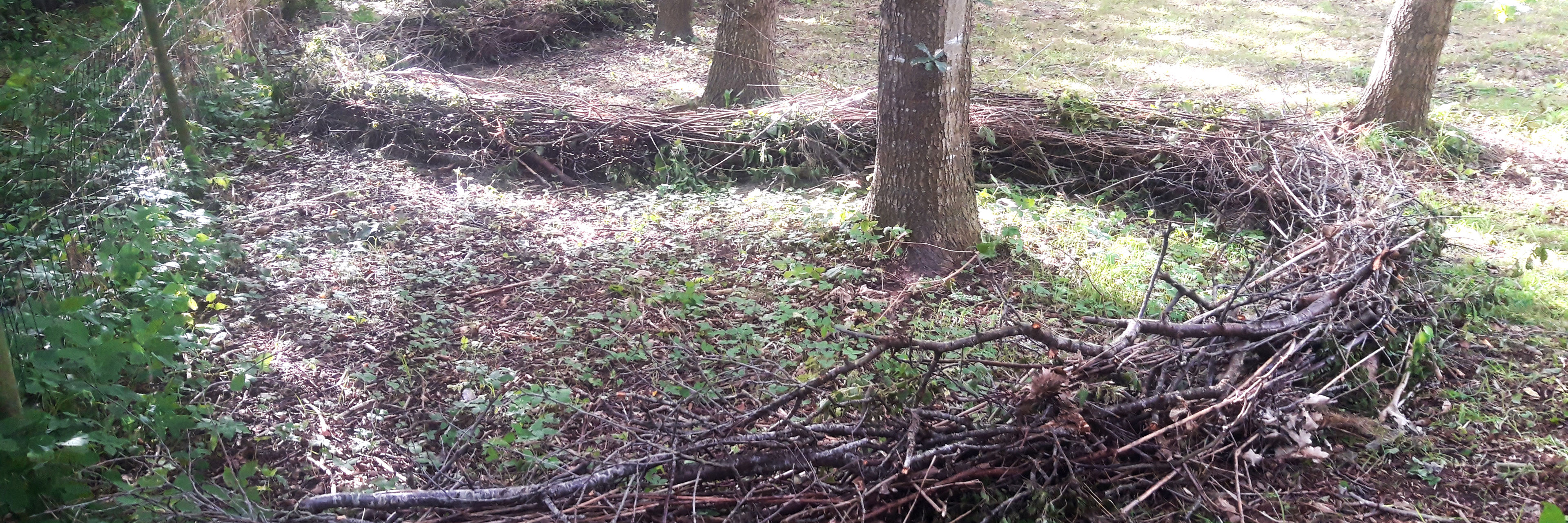 Kvashegn Uden Stolper, Lige Efter Etablering