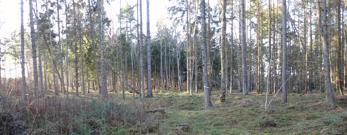 Skærby skov