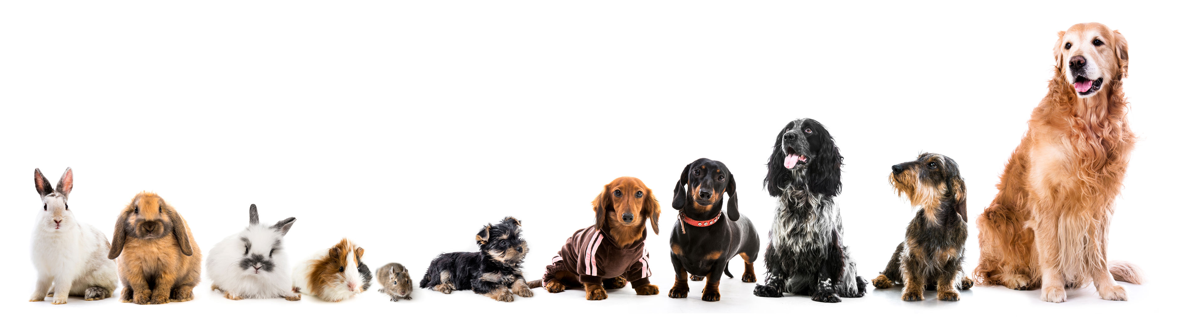 Kaniner, marsvin og hunde side om side