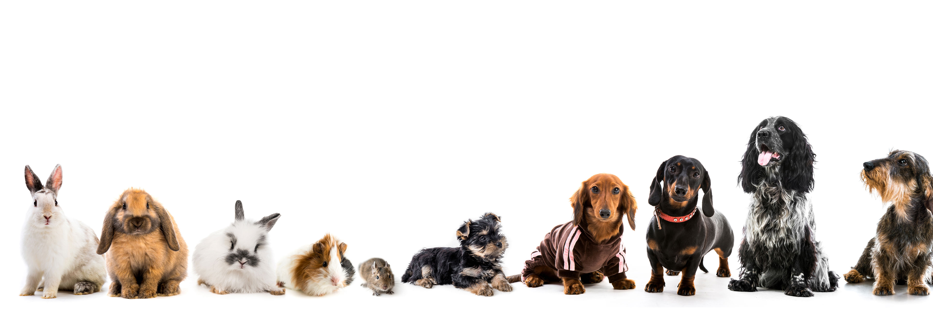 Kaniner, marsvin og hunde side om side