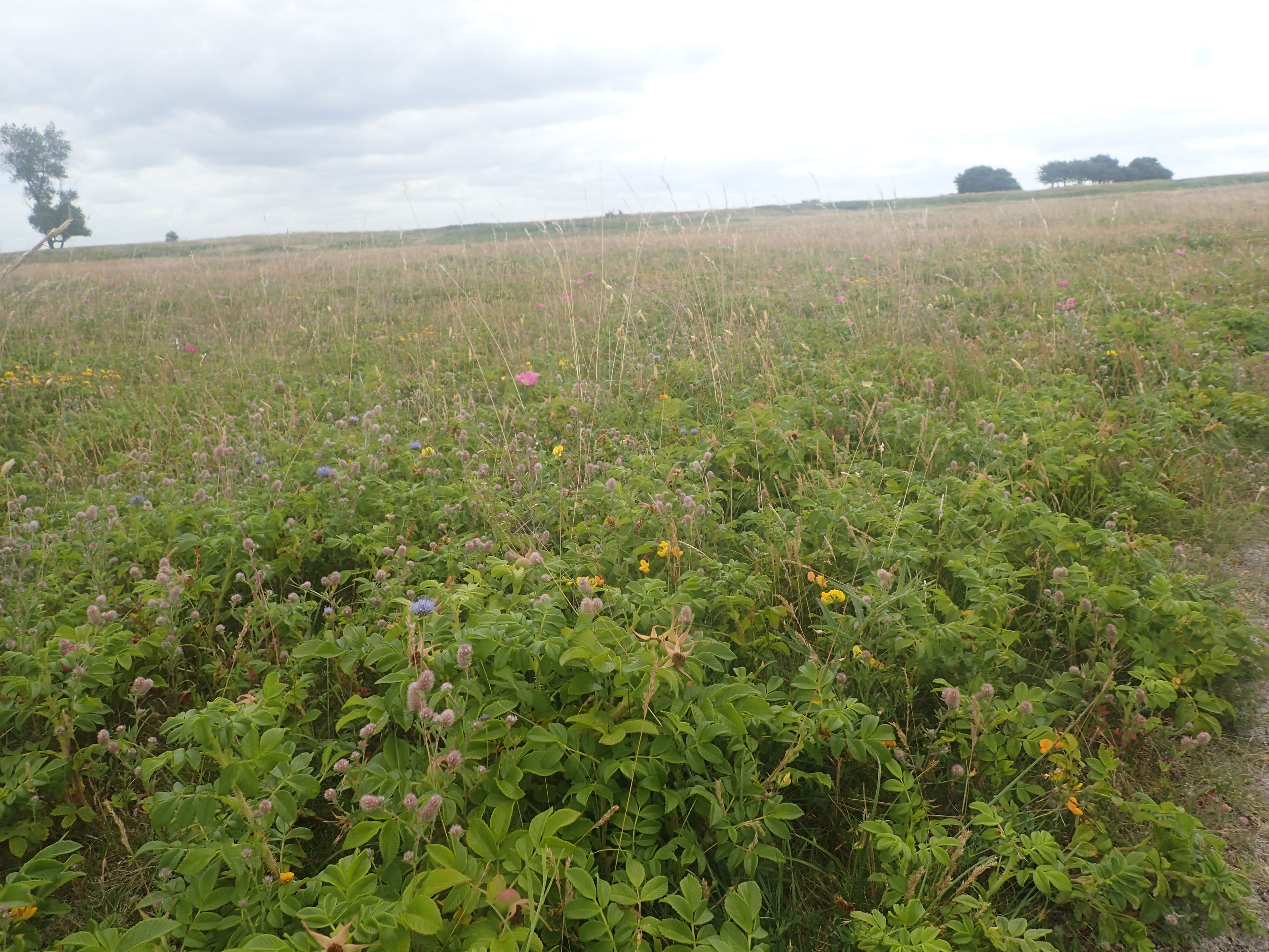 Rynket rose, § 3, overdrev, beskyttet natur