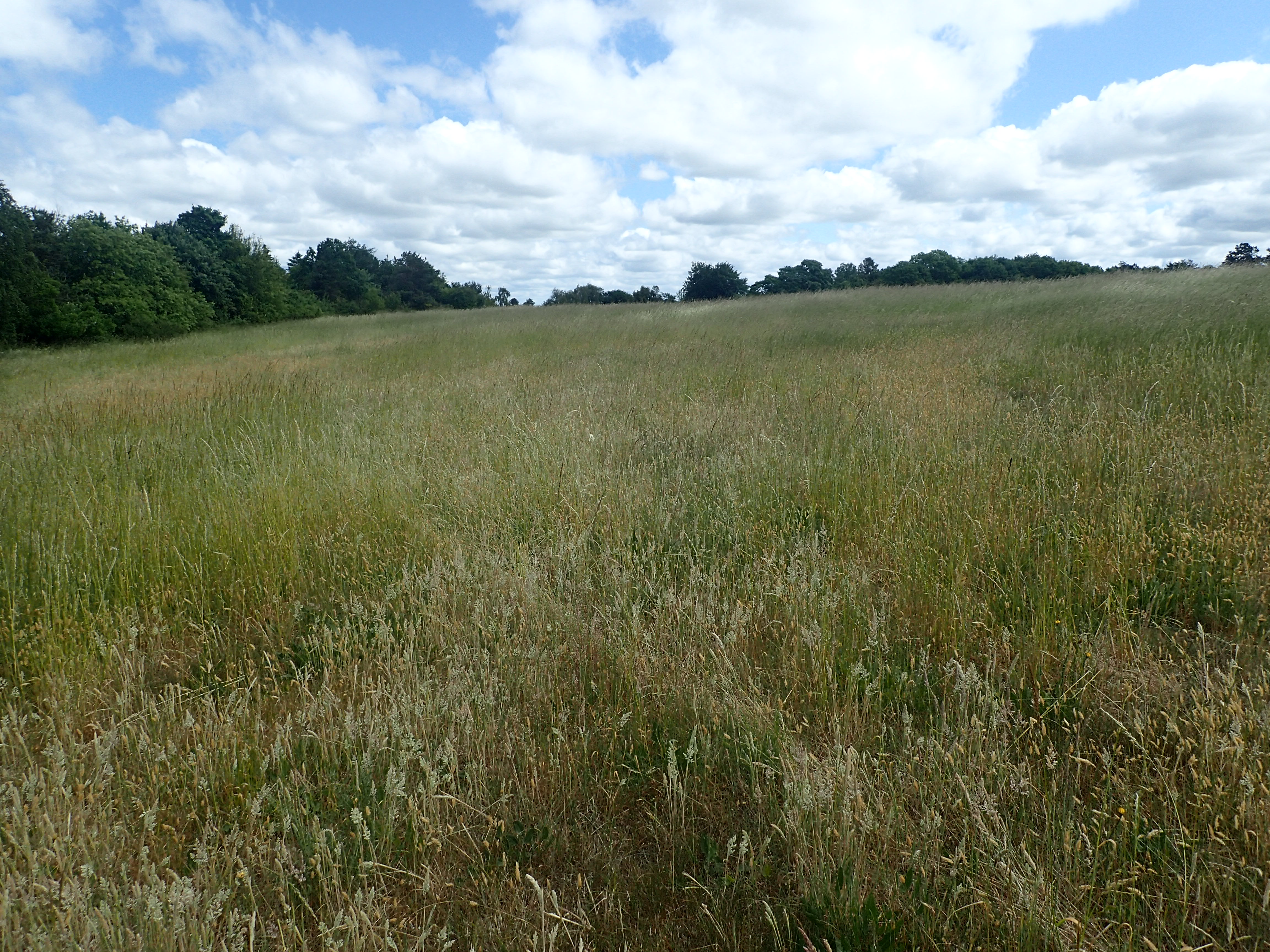 Det nordvestlige overdrev