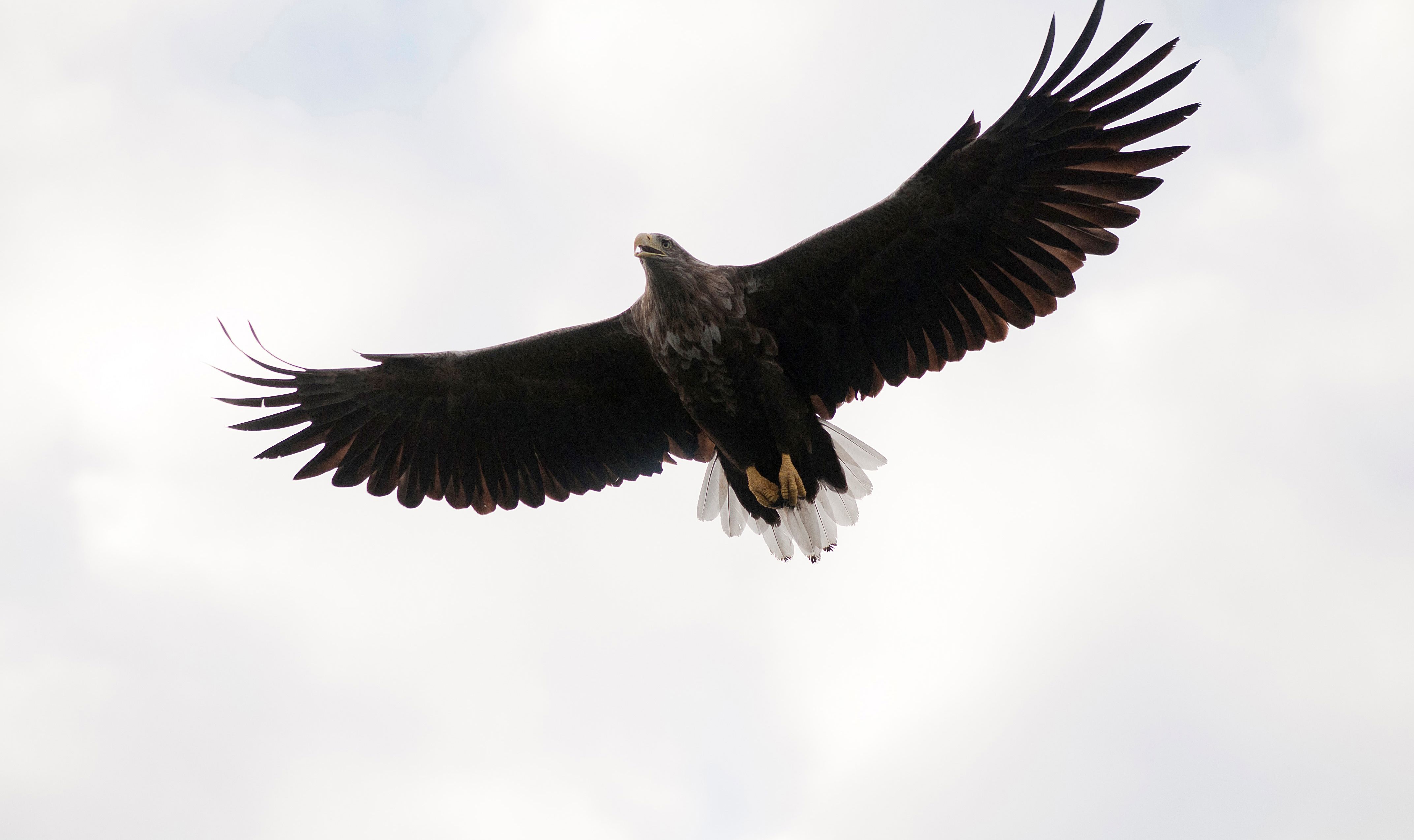 En flyvende havørn er et af de mest imponerende syn i dansk natur