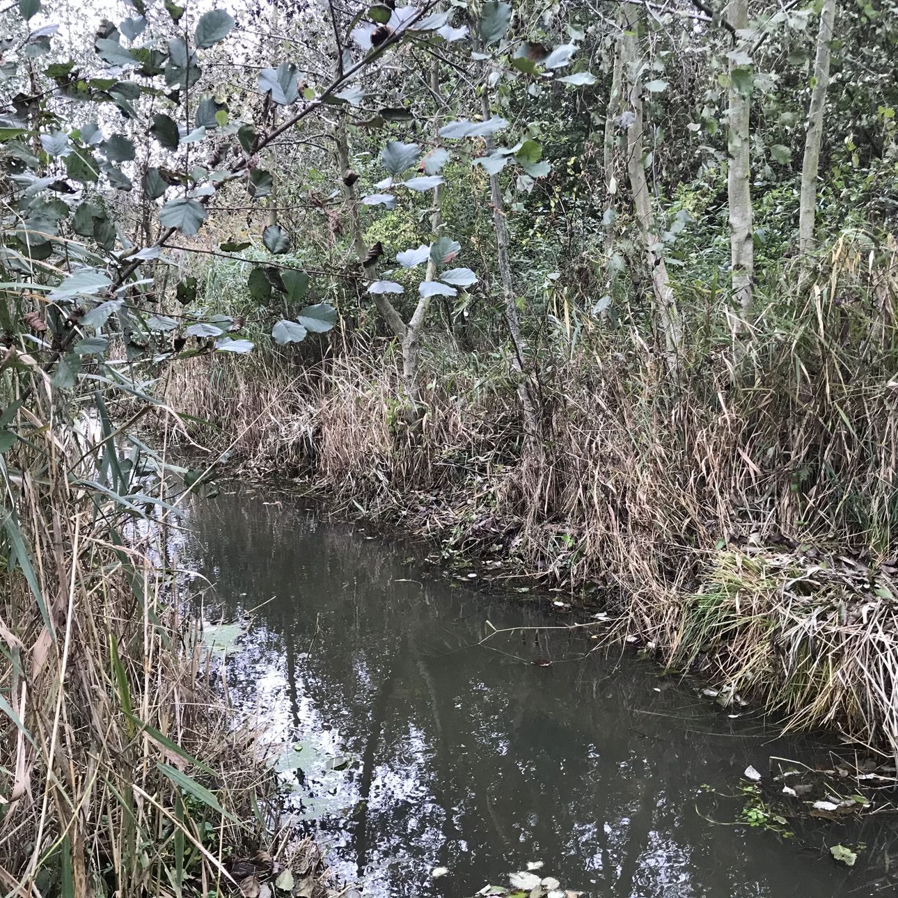 Et vandløb med planter på bredden