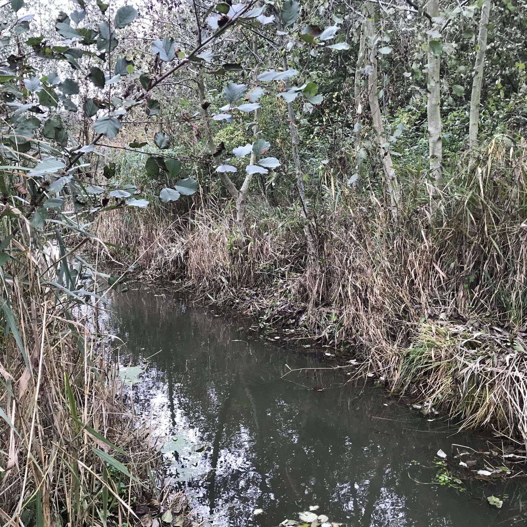 Et vandløb med planter på bredden