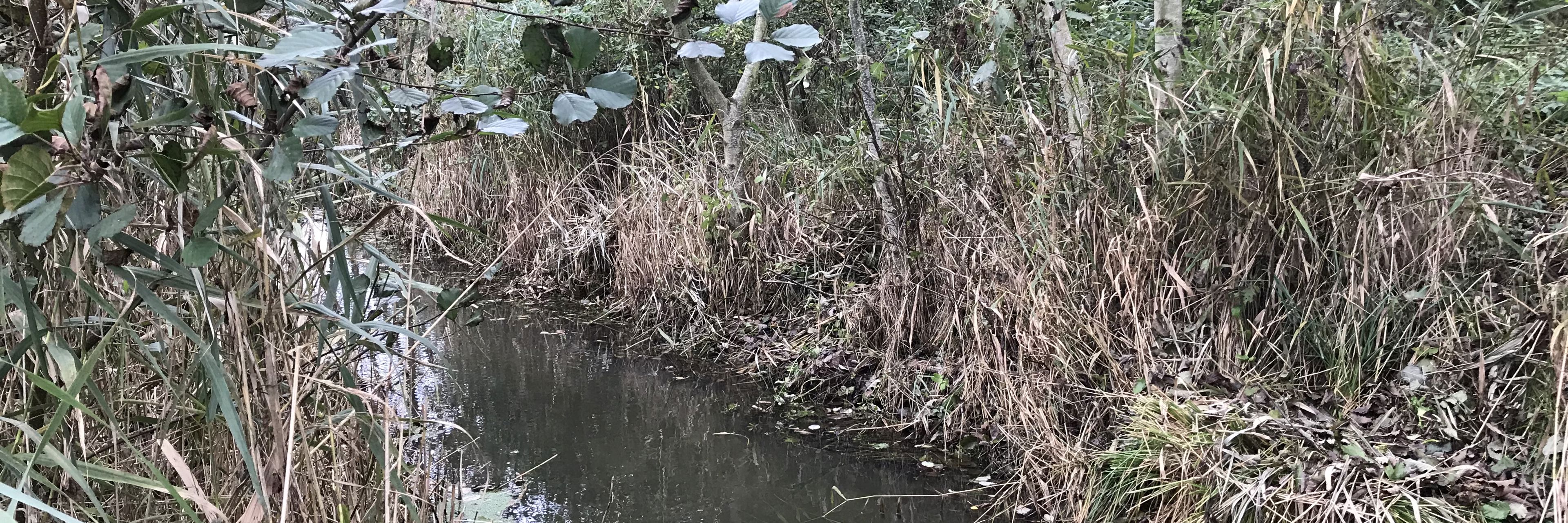 Et vandløb med planter på bredden