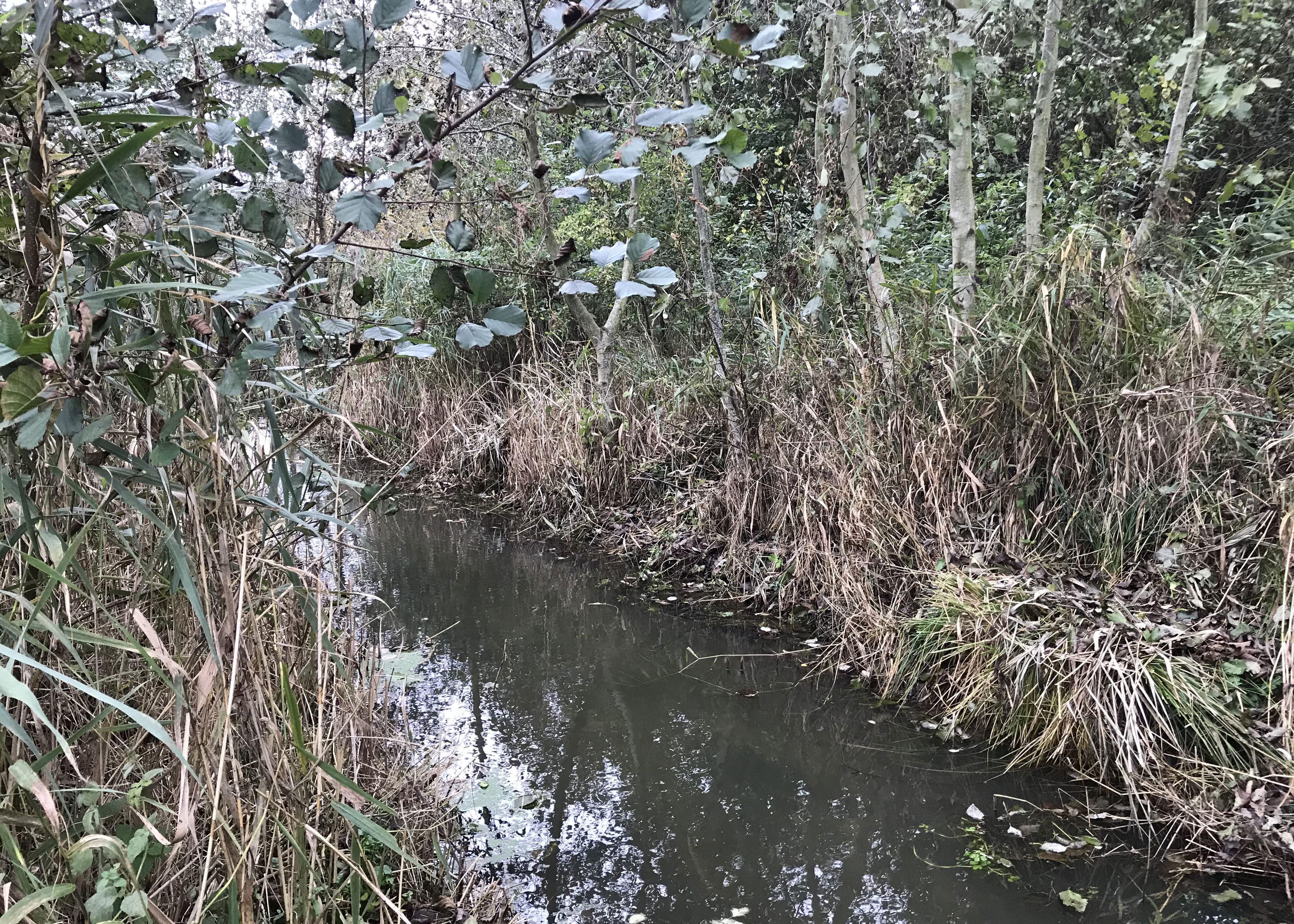 Et vandløb med planter på bredden
