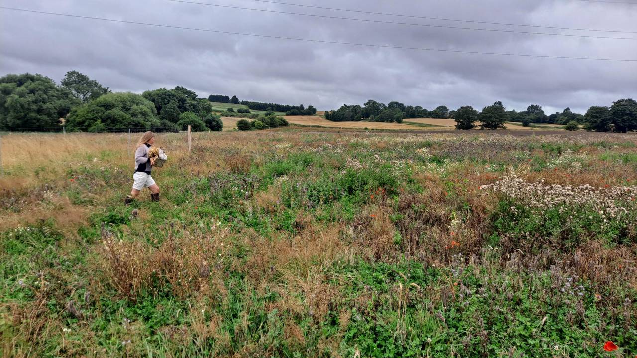Skovgros areal ved Nyrup vandværk