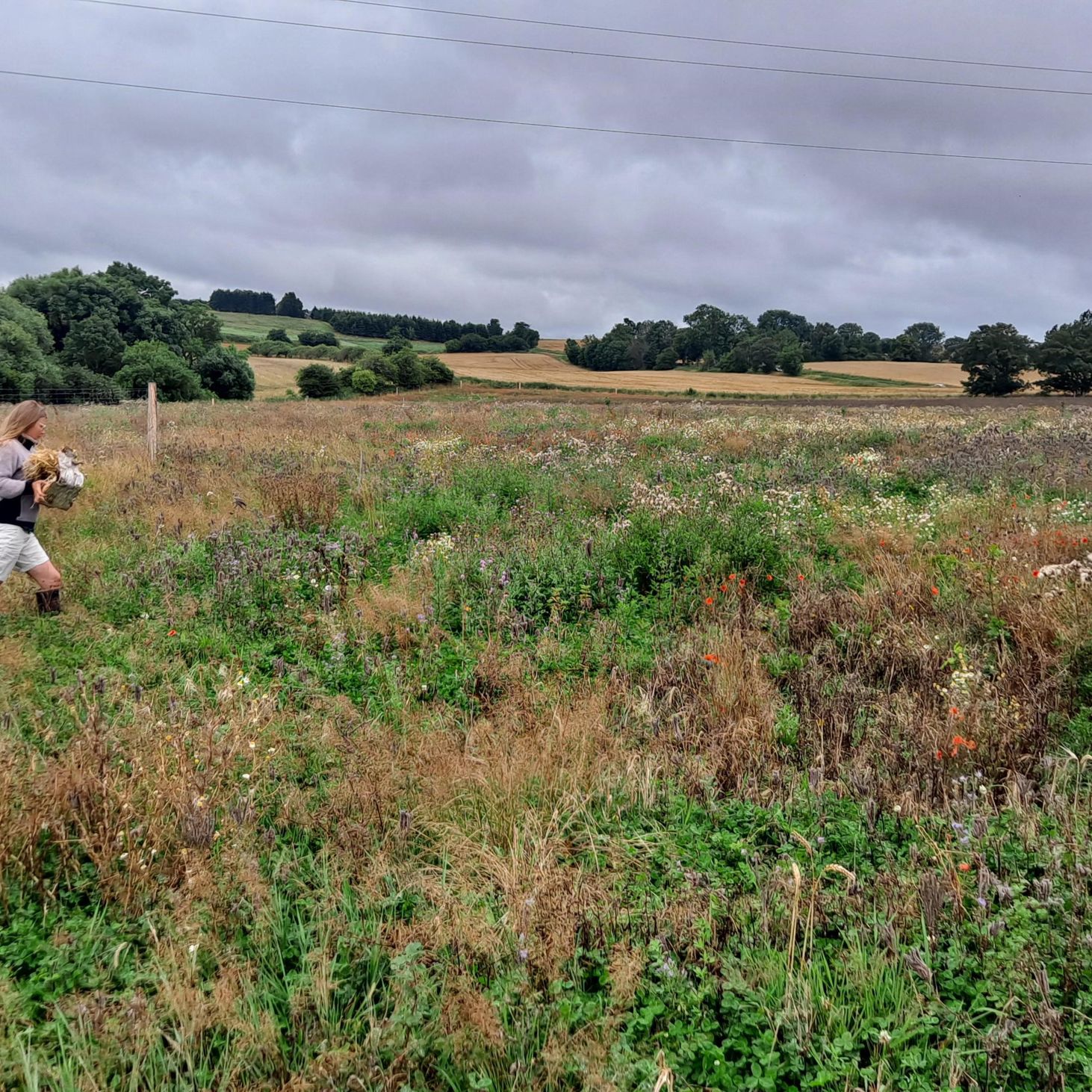 Skovgros areal ved Nyrup vandværk
