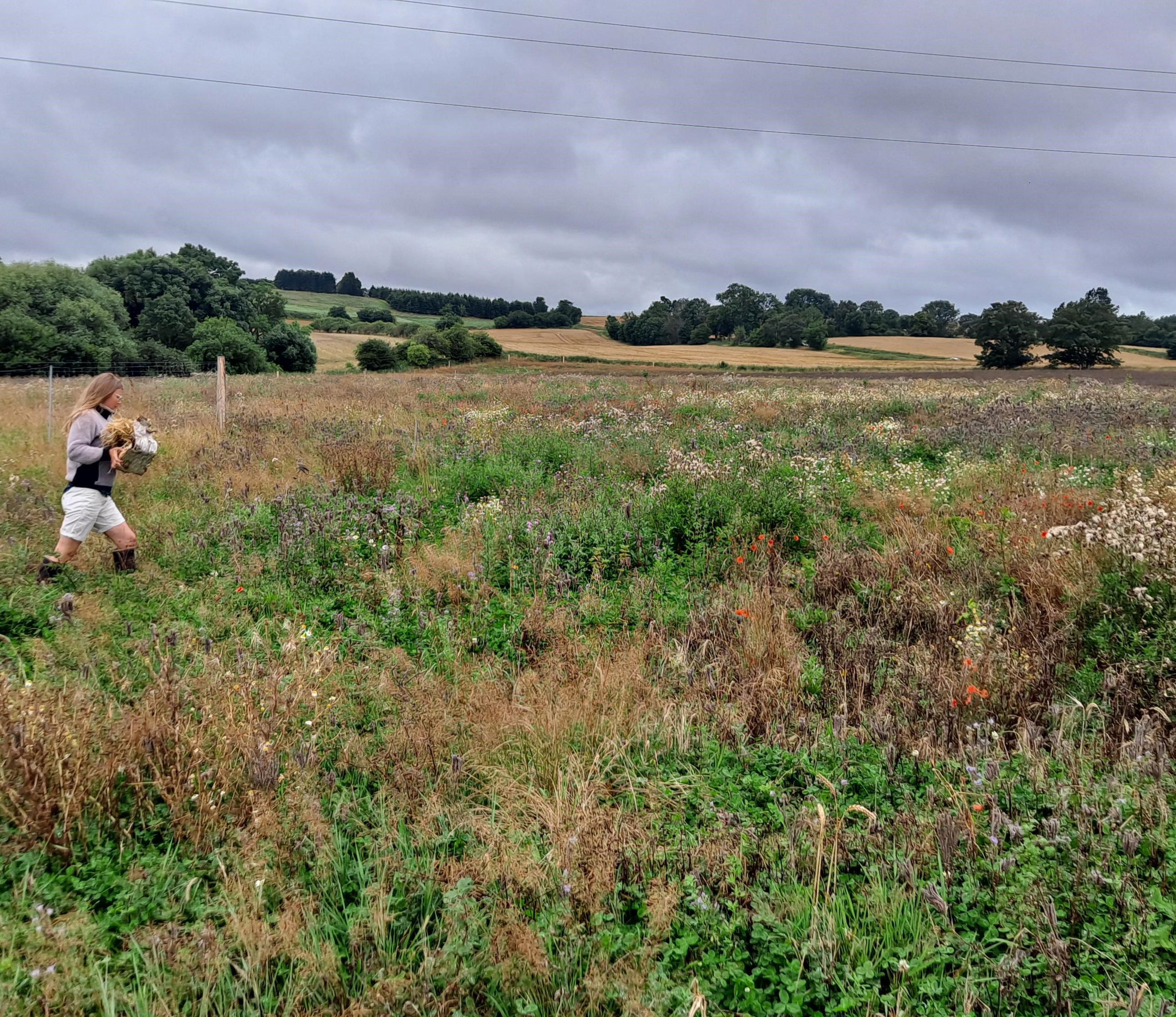 Skovgros areal ved Nyrup vandværk